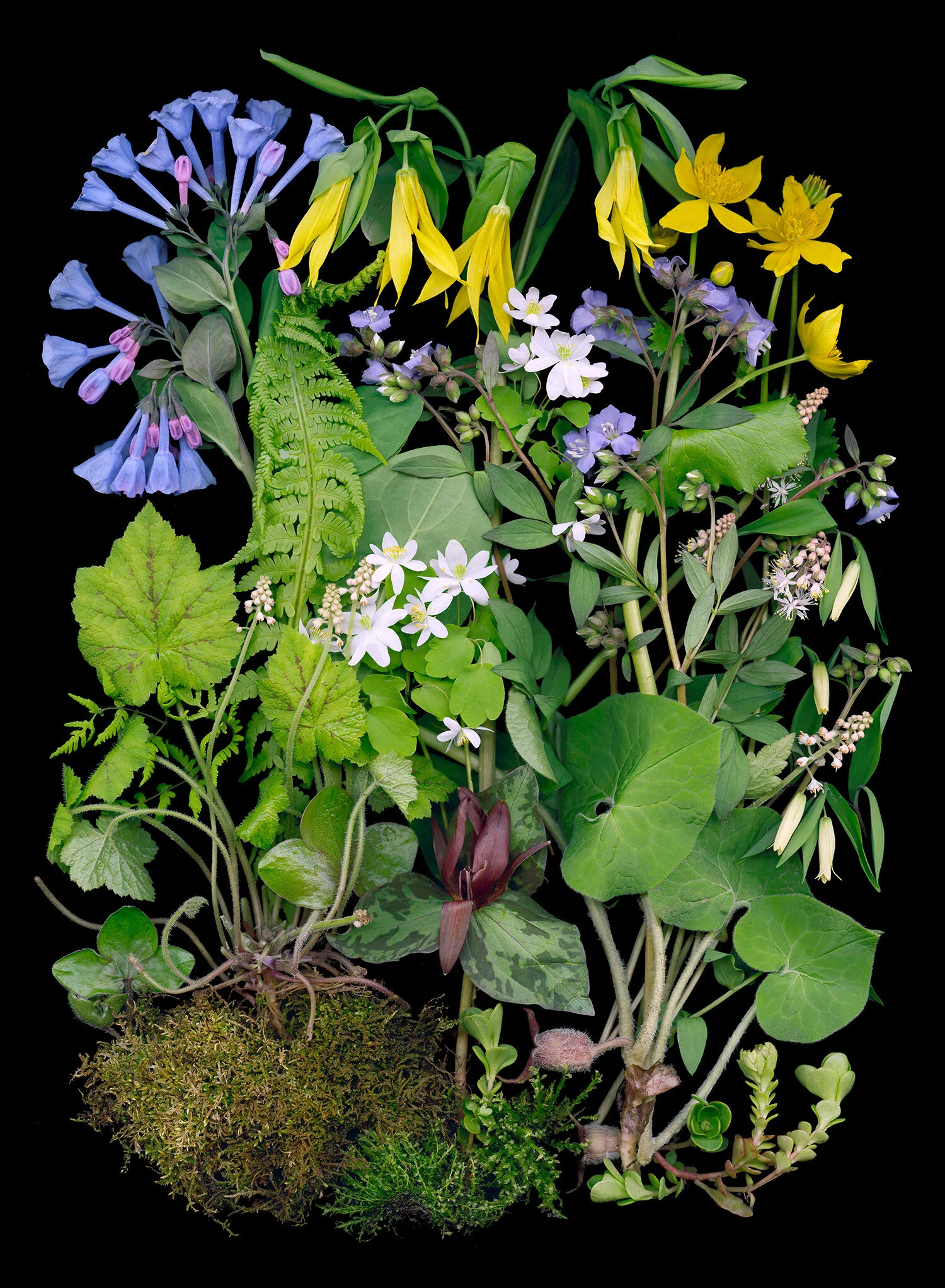 Native Shade Plants
