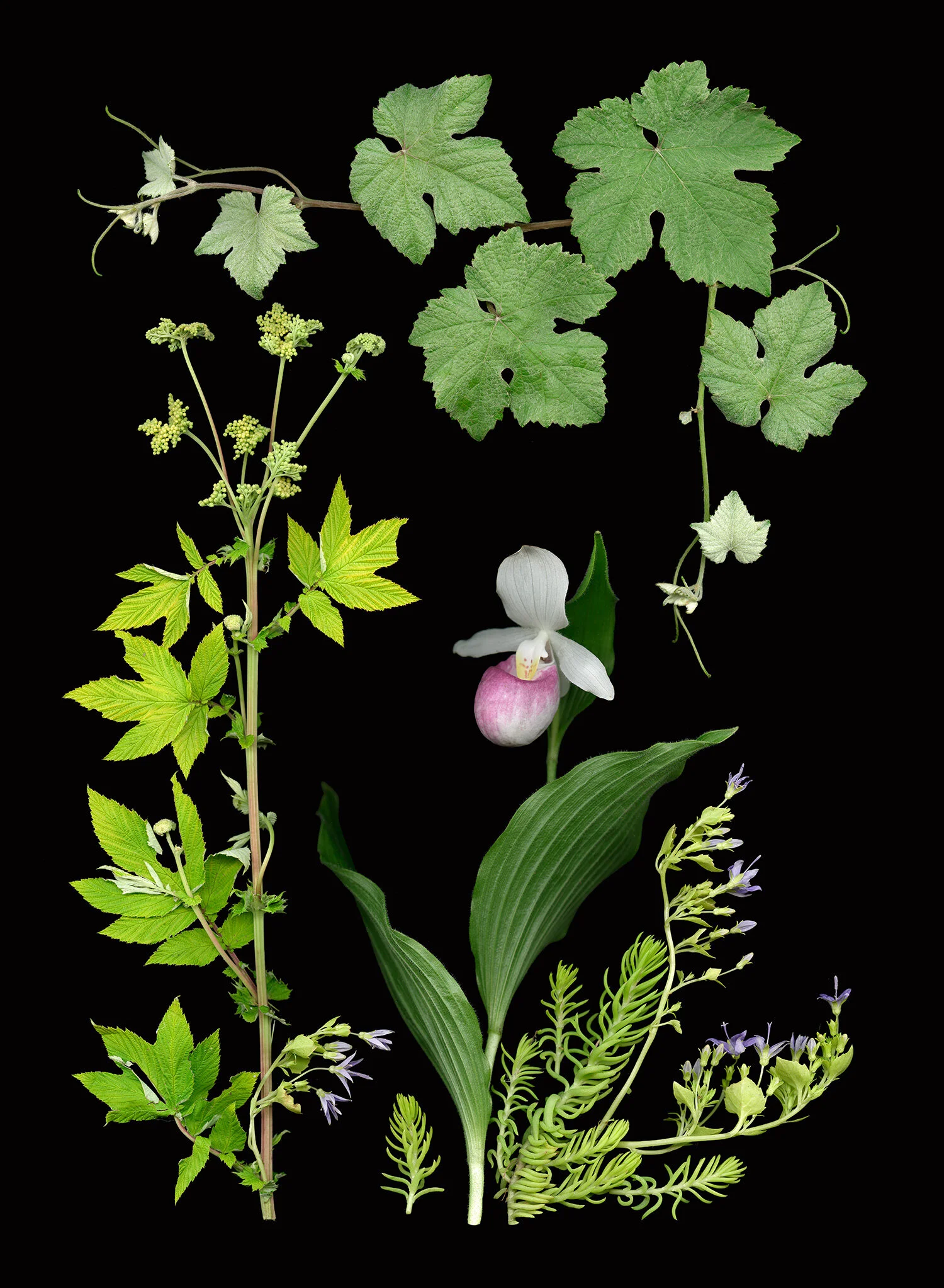 Lady Slipper