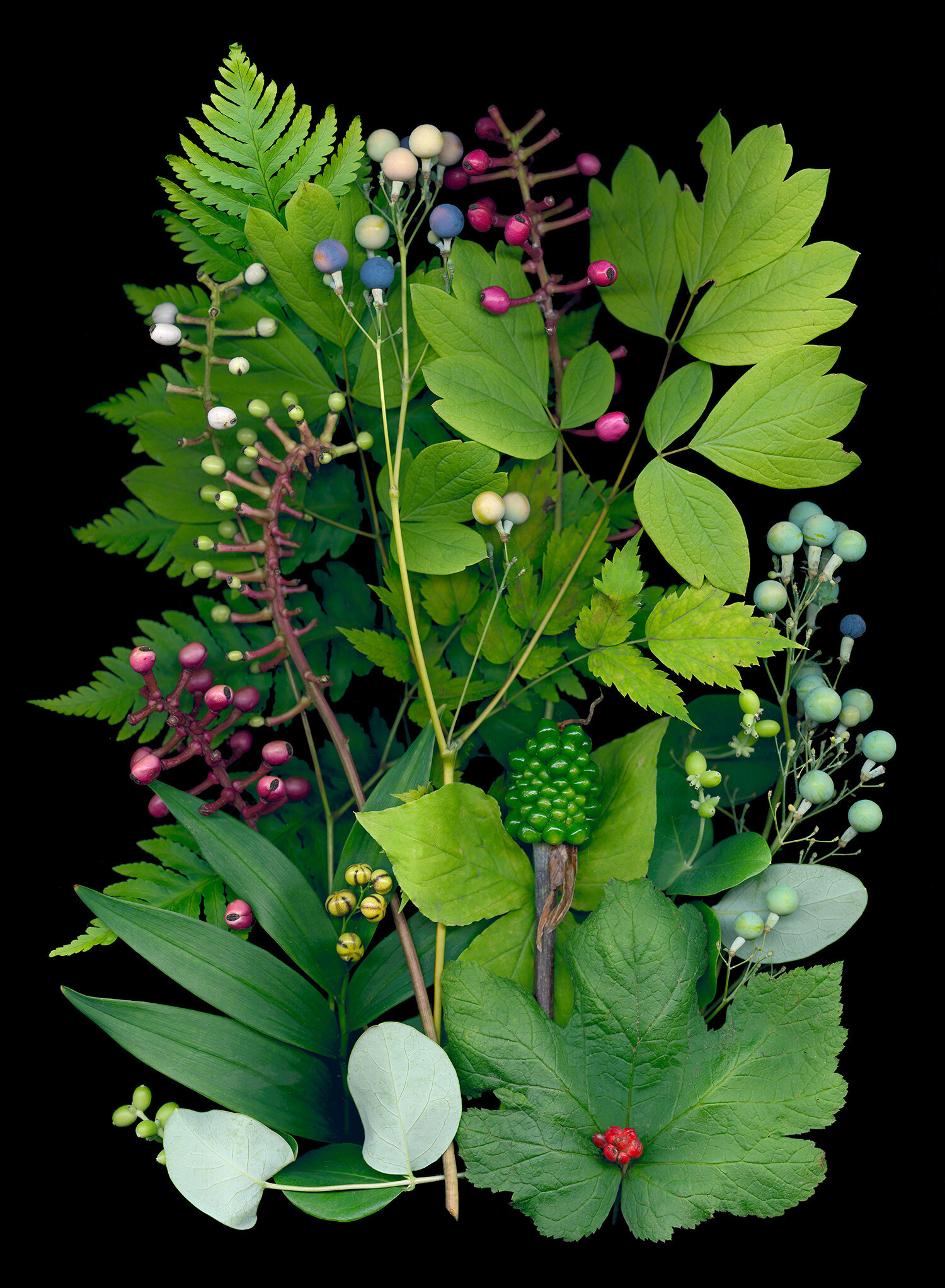 dolls eyes, native plant cuttings