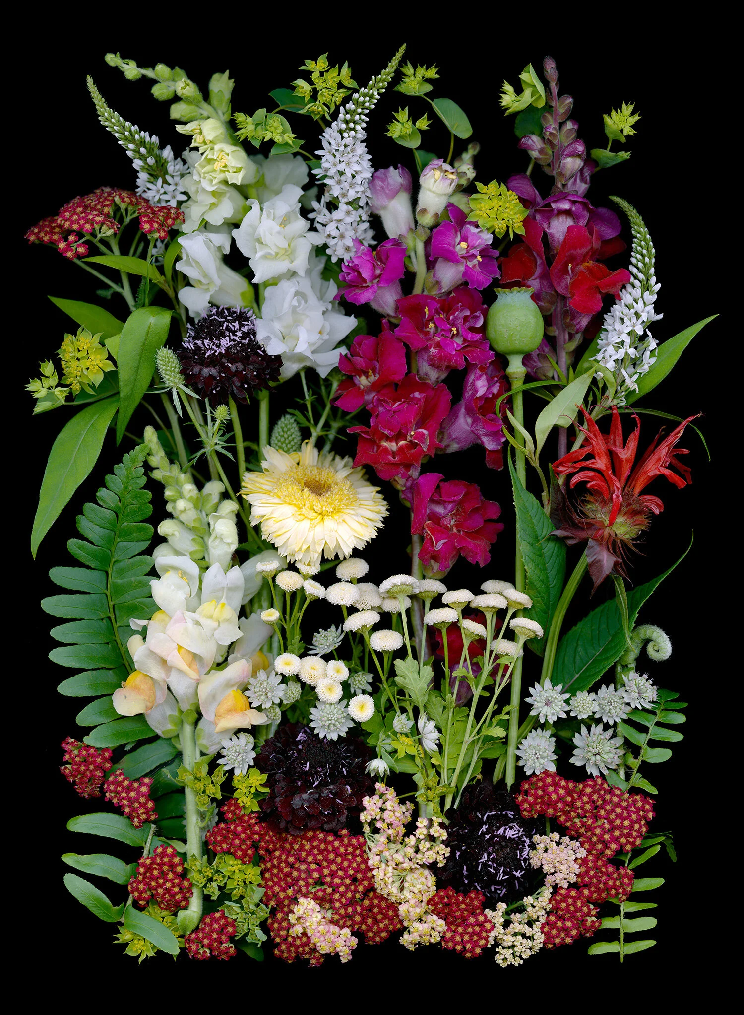 Connecticut July flowers 