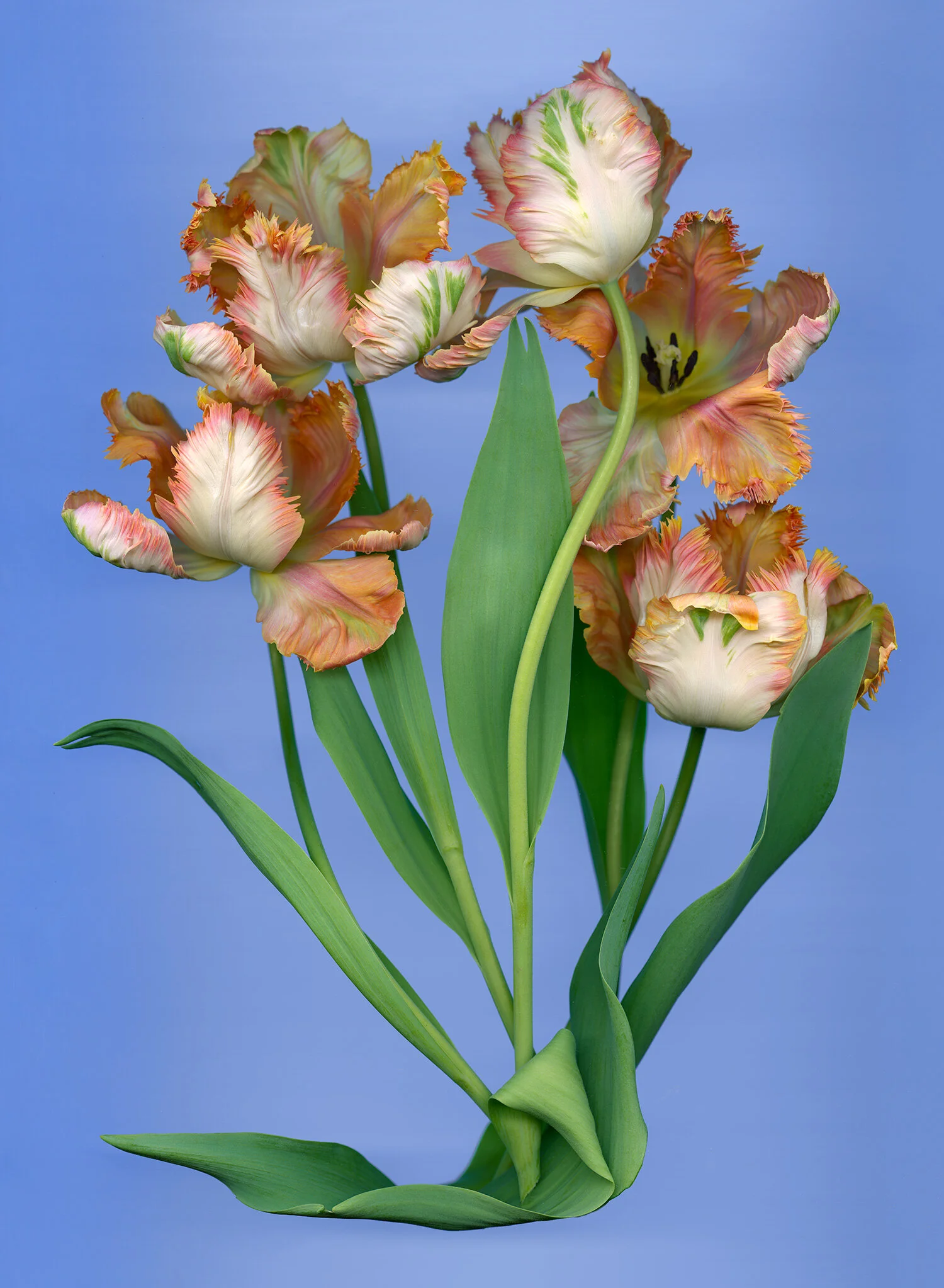 Apricot Tulip Bouquet