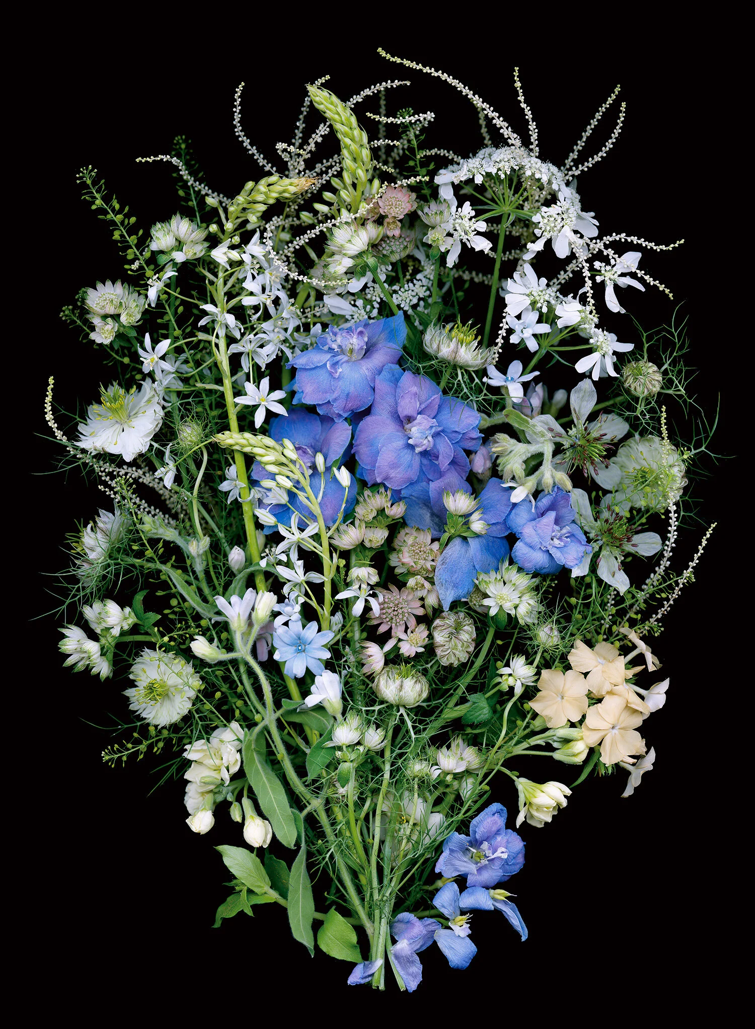 blue delphinium, white flowers