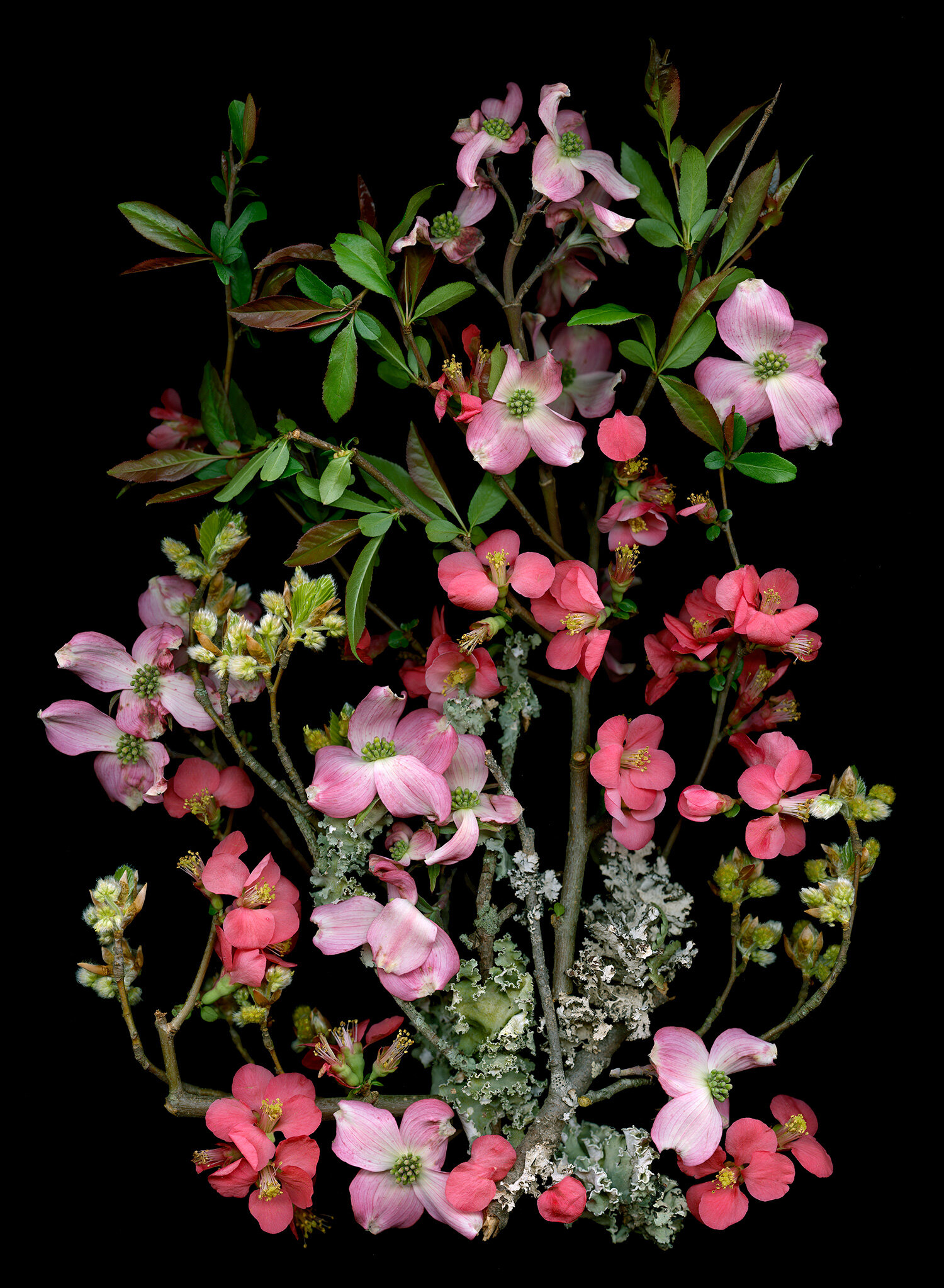 Flowering Branches, cherry, apple, dogwood