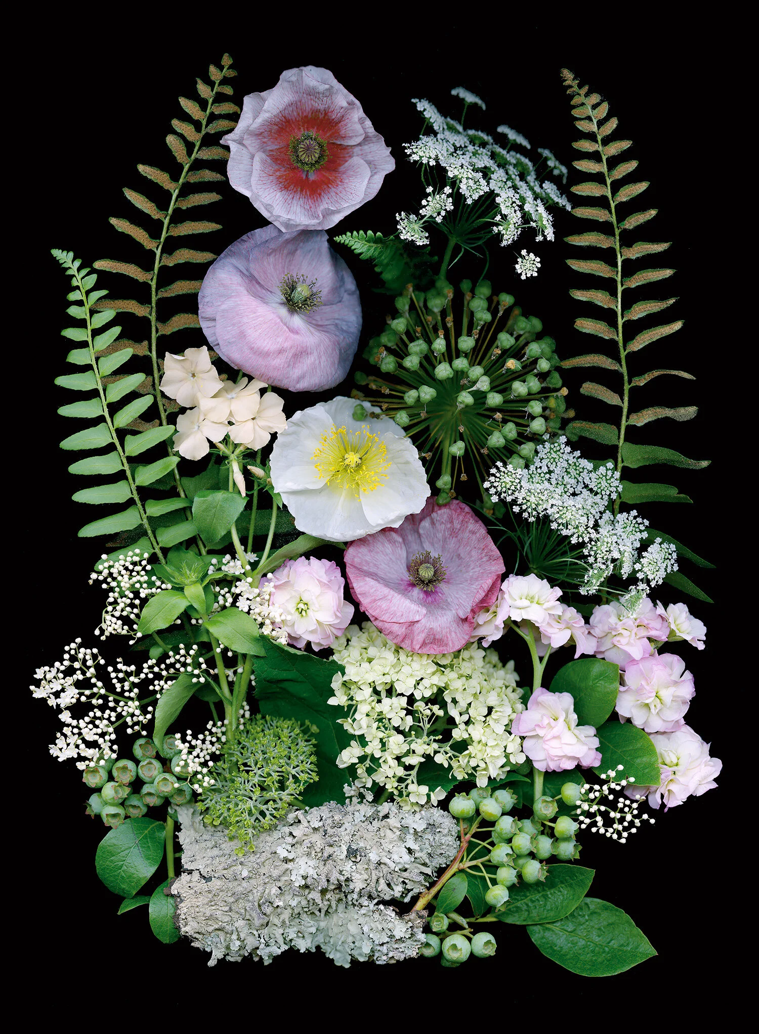 Bread Poppy Opium Poppy Heirloom Poppy