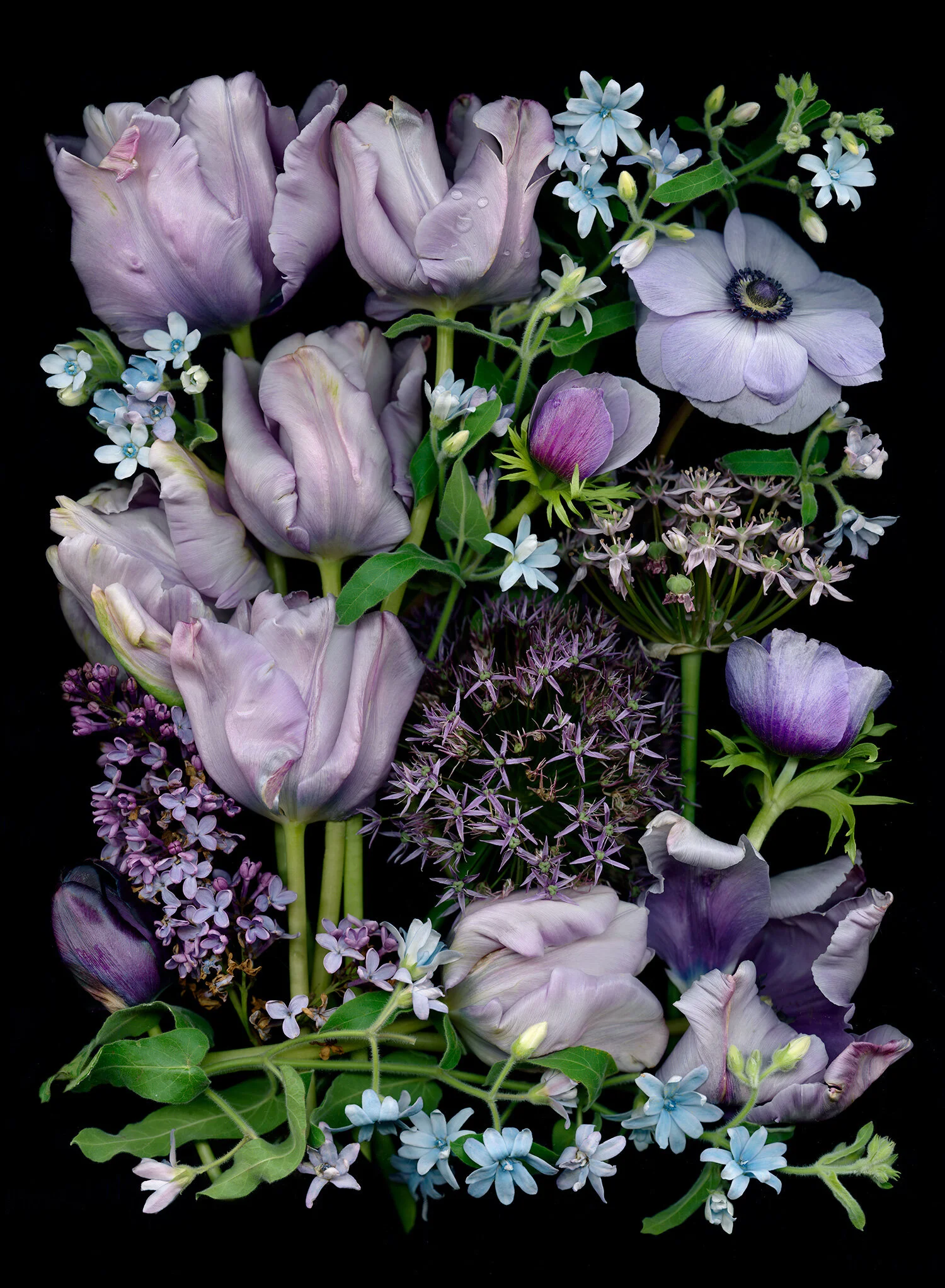 Purple Tulips, Anenome, Allium