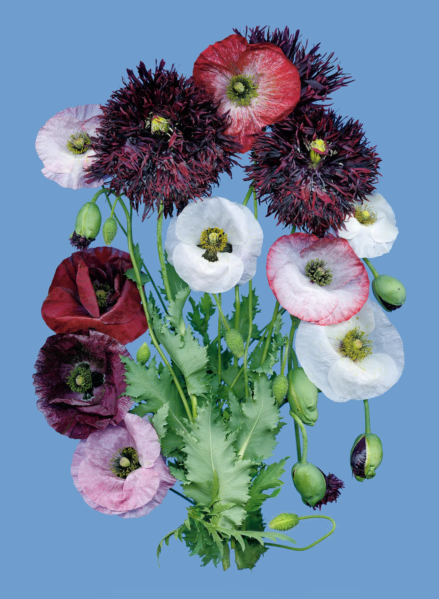 Summer Solstice Poppies