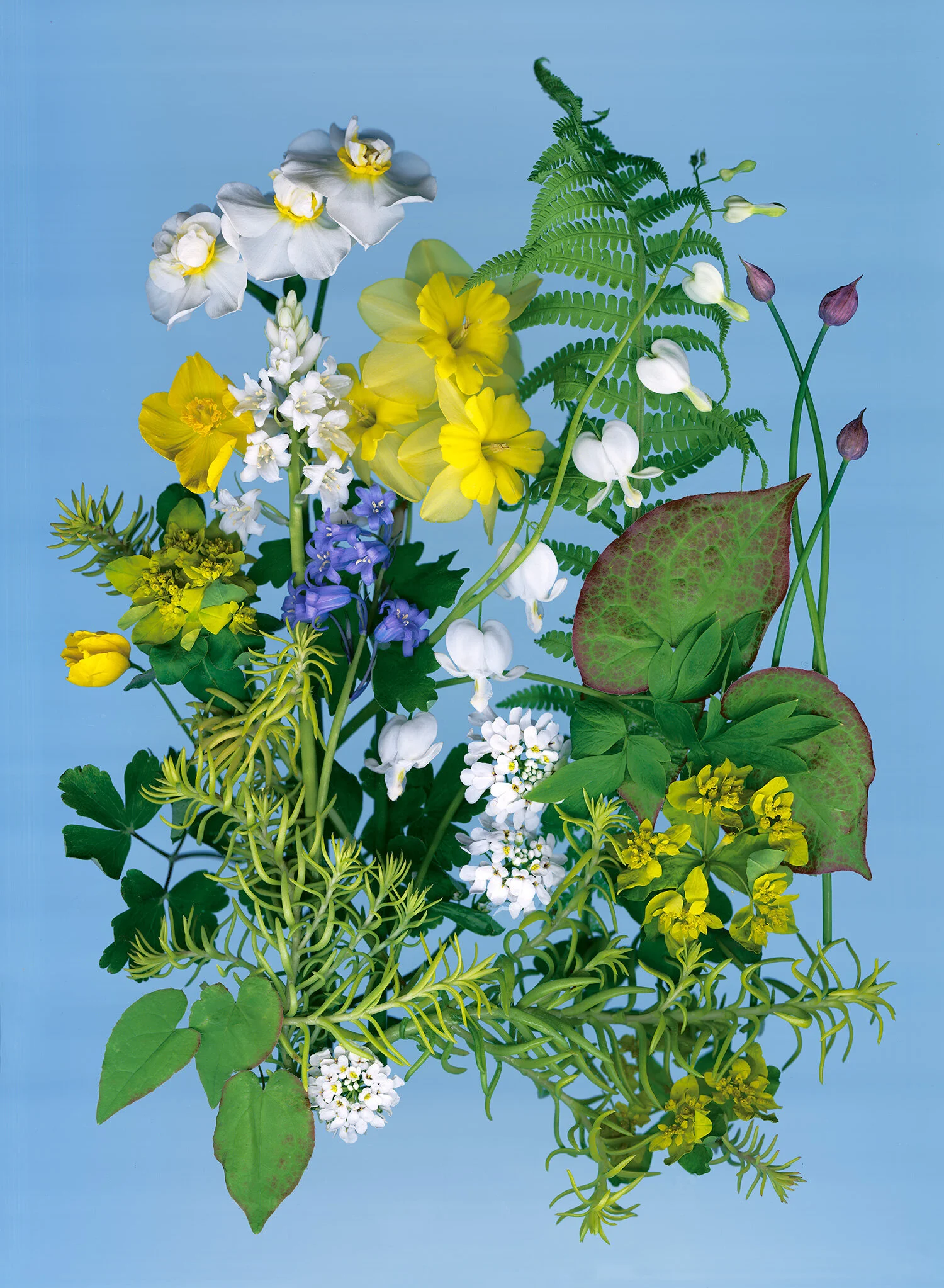 Spring Garden plants  - Dicentra, Euphorbia