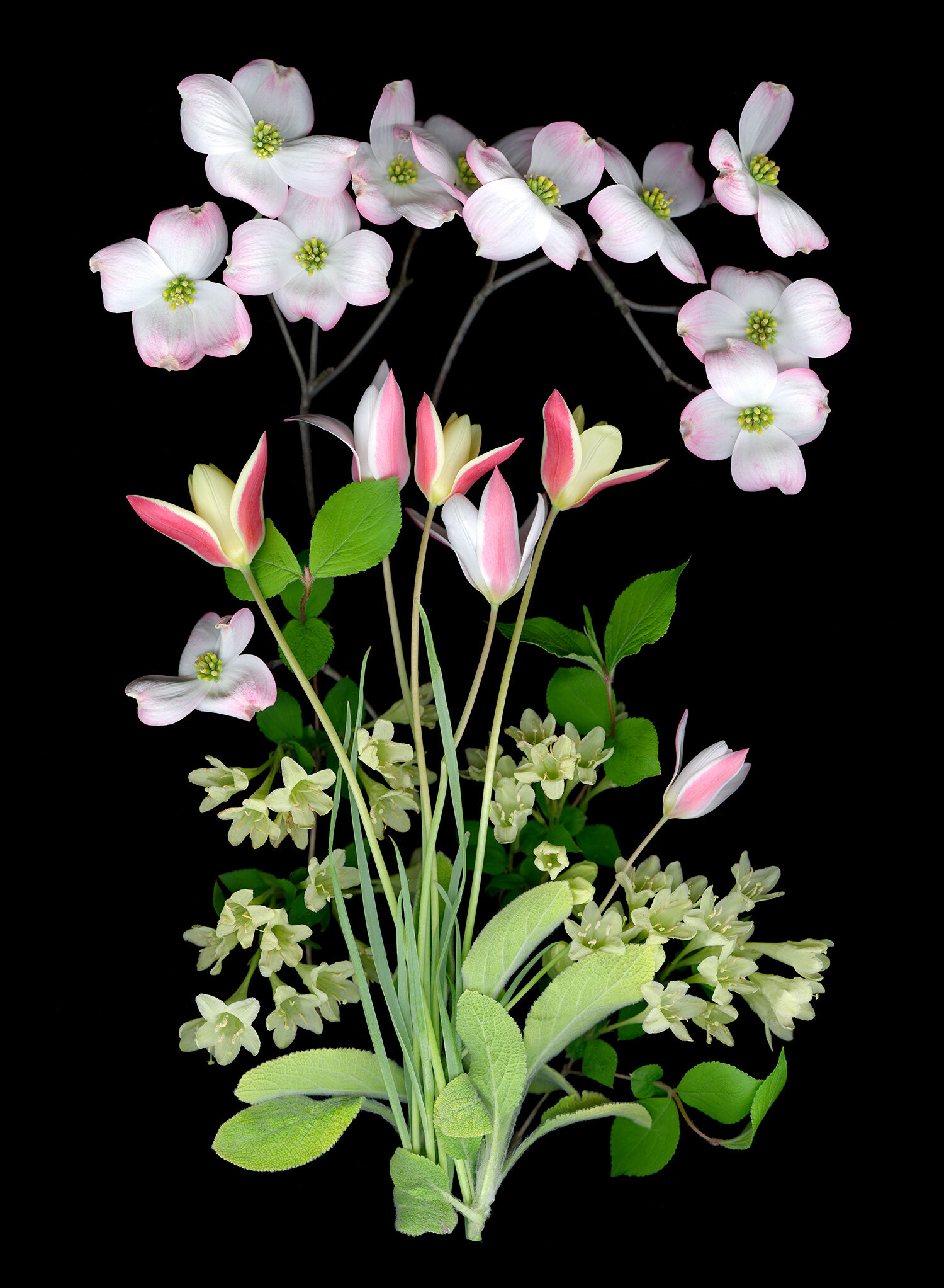 pointytulips.jpg