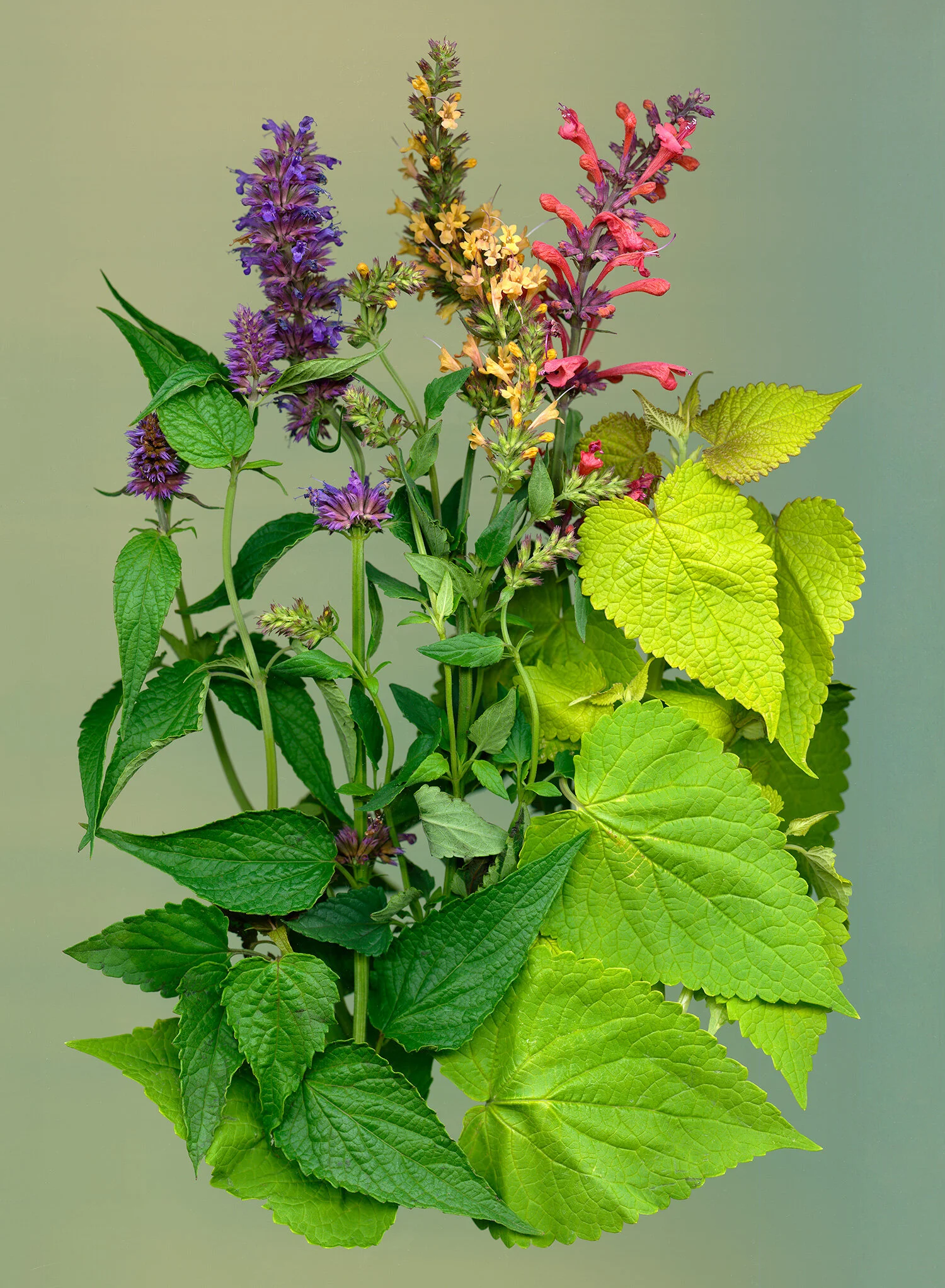 hoverkamp-agastache-blue-boa-yellow-coral-hyssop-golden-jubilee.jpg