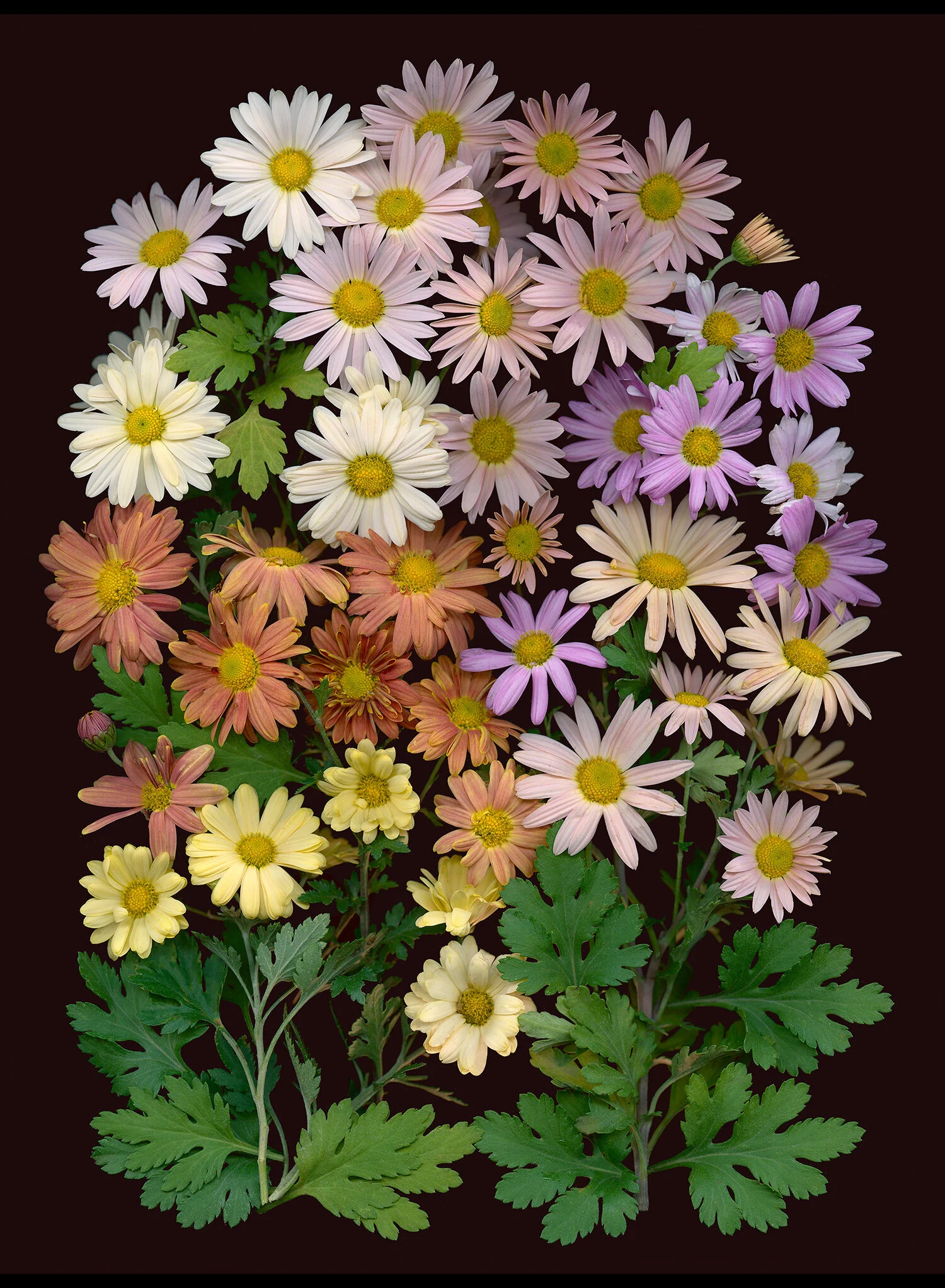 hoverkamp-chrysanthemum-koreanum-sheffield-aka-global-warming-mums.jpg