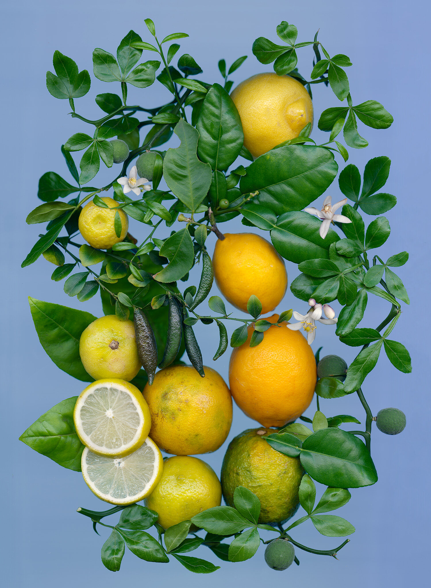 hoverkamp-citrus.jpg
