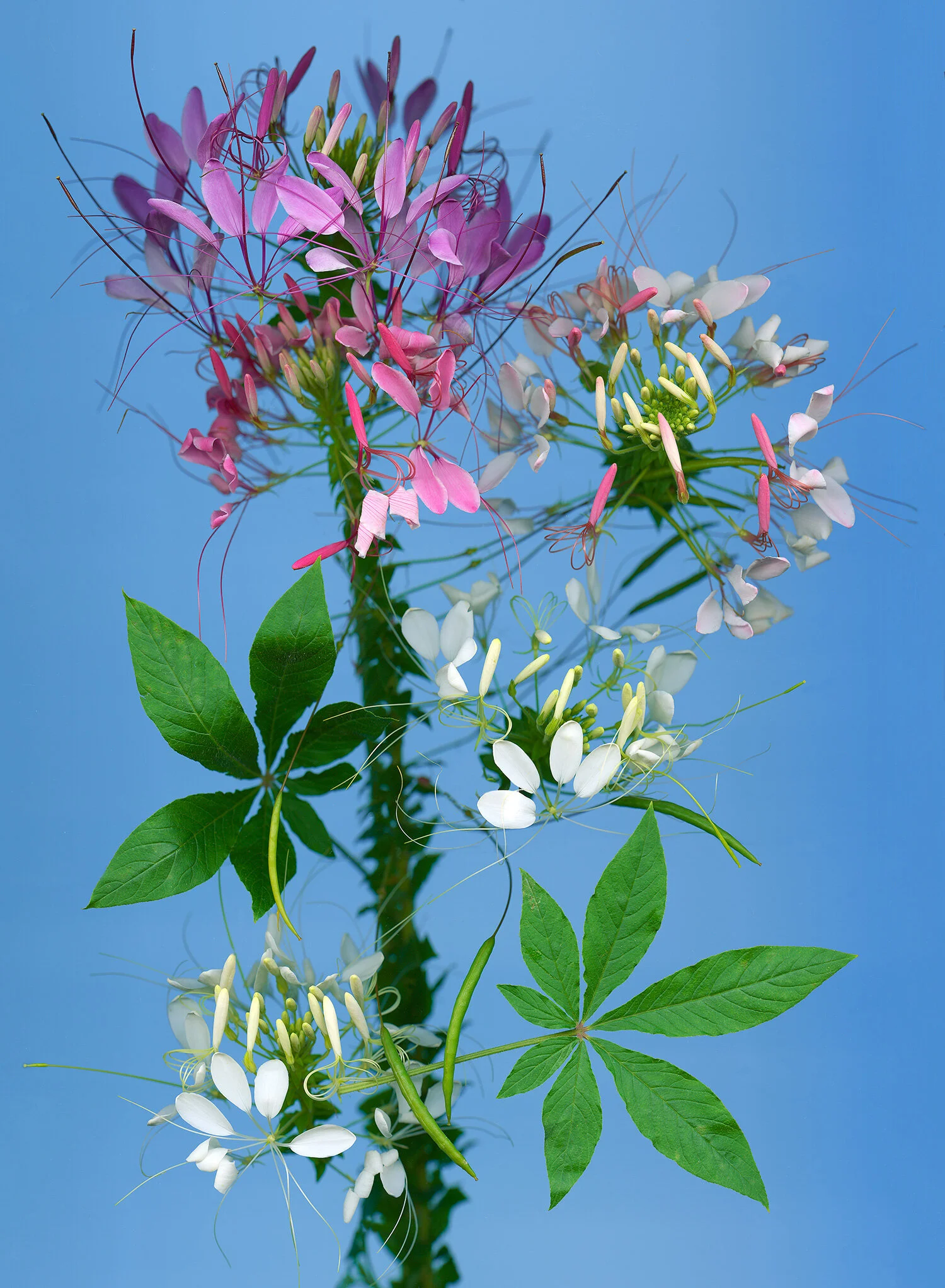 hoverkamp-cleome.jpg