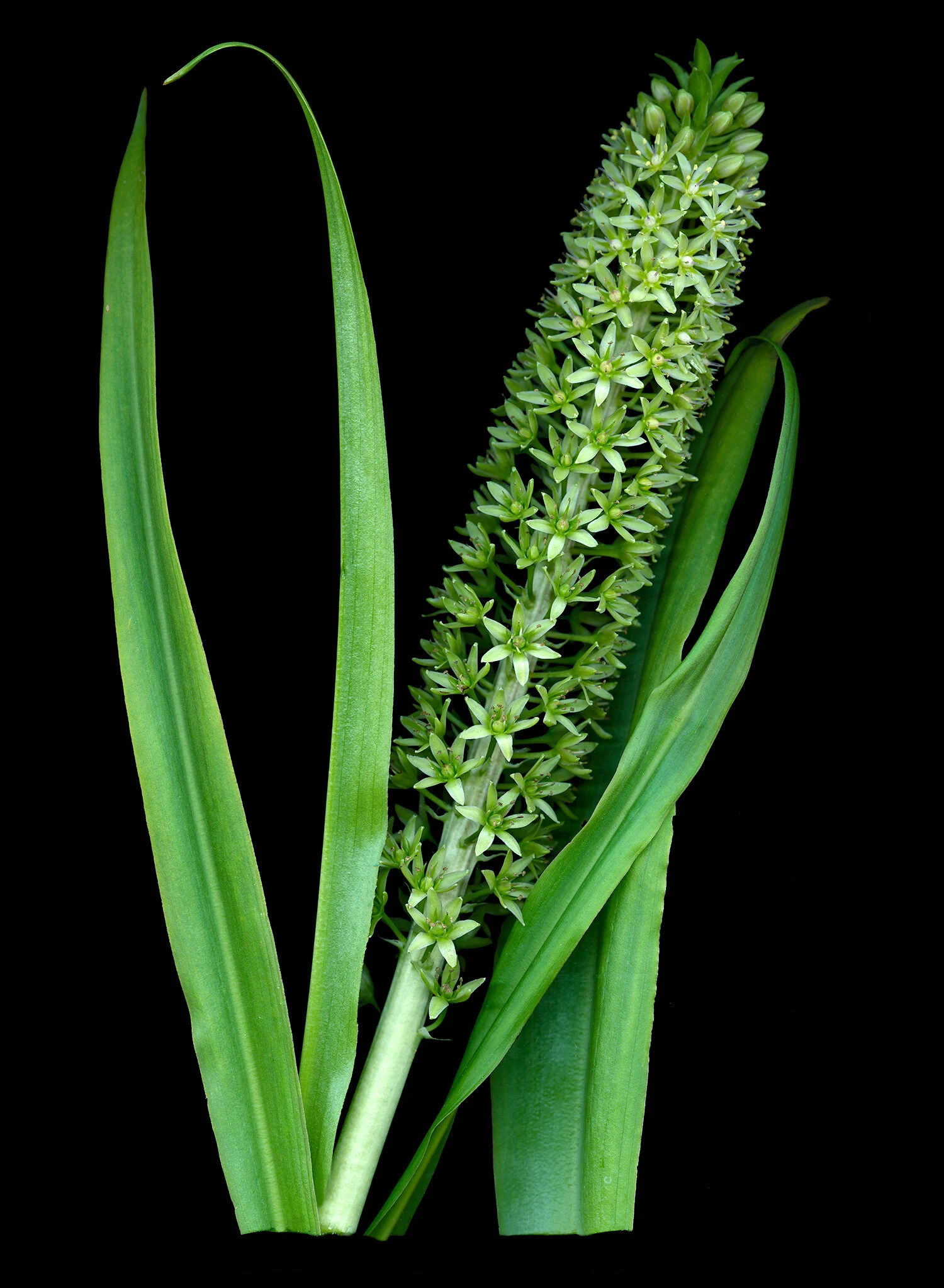 hoverkamp-eucomis_polevanzeii_hybrid.jpg