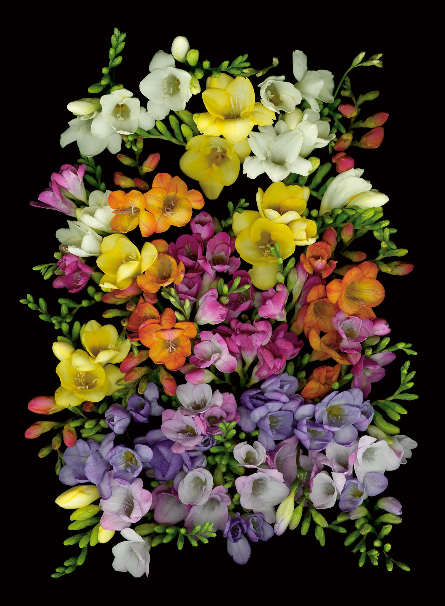 hoverkamp-freesia-rainbow-pave.jpg
