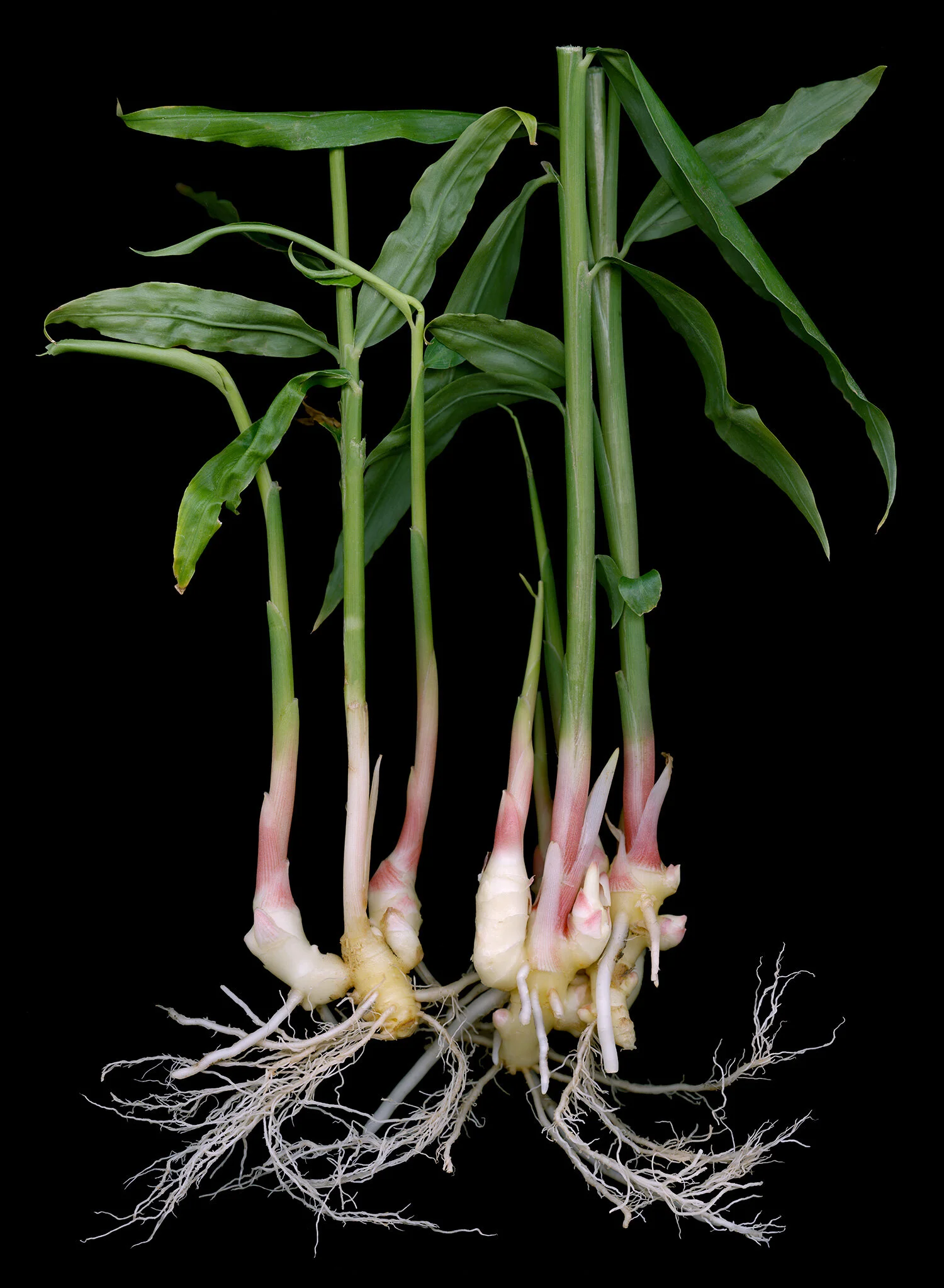 hoverkamp-ginger.jpg
