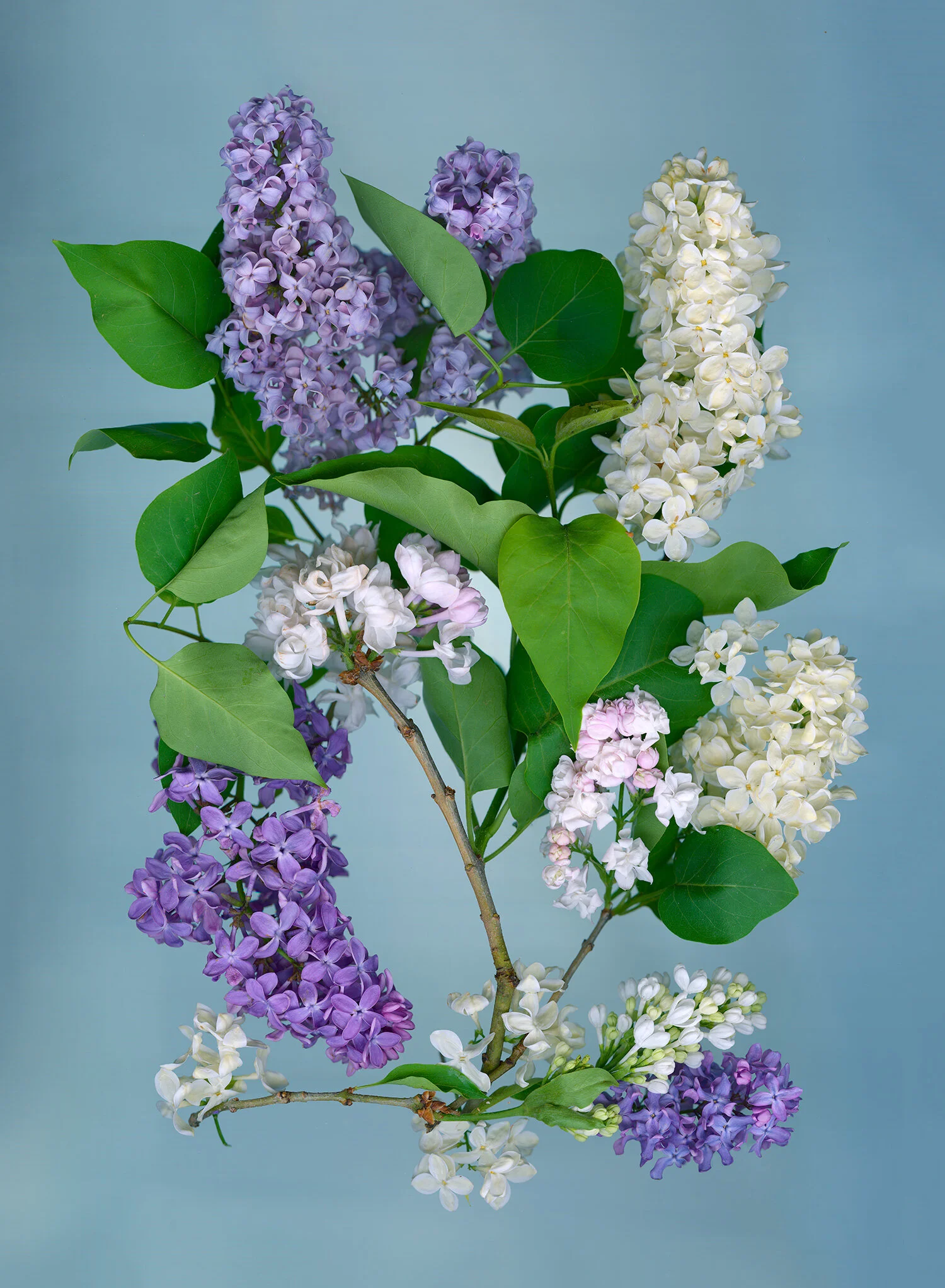 hoverkamp-lilacs.jpg