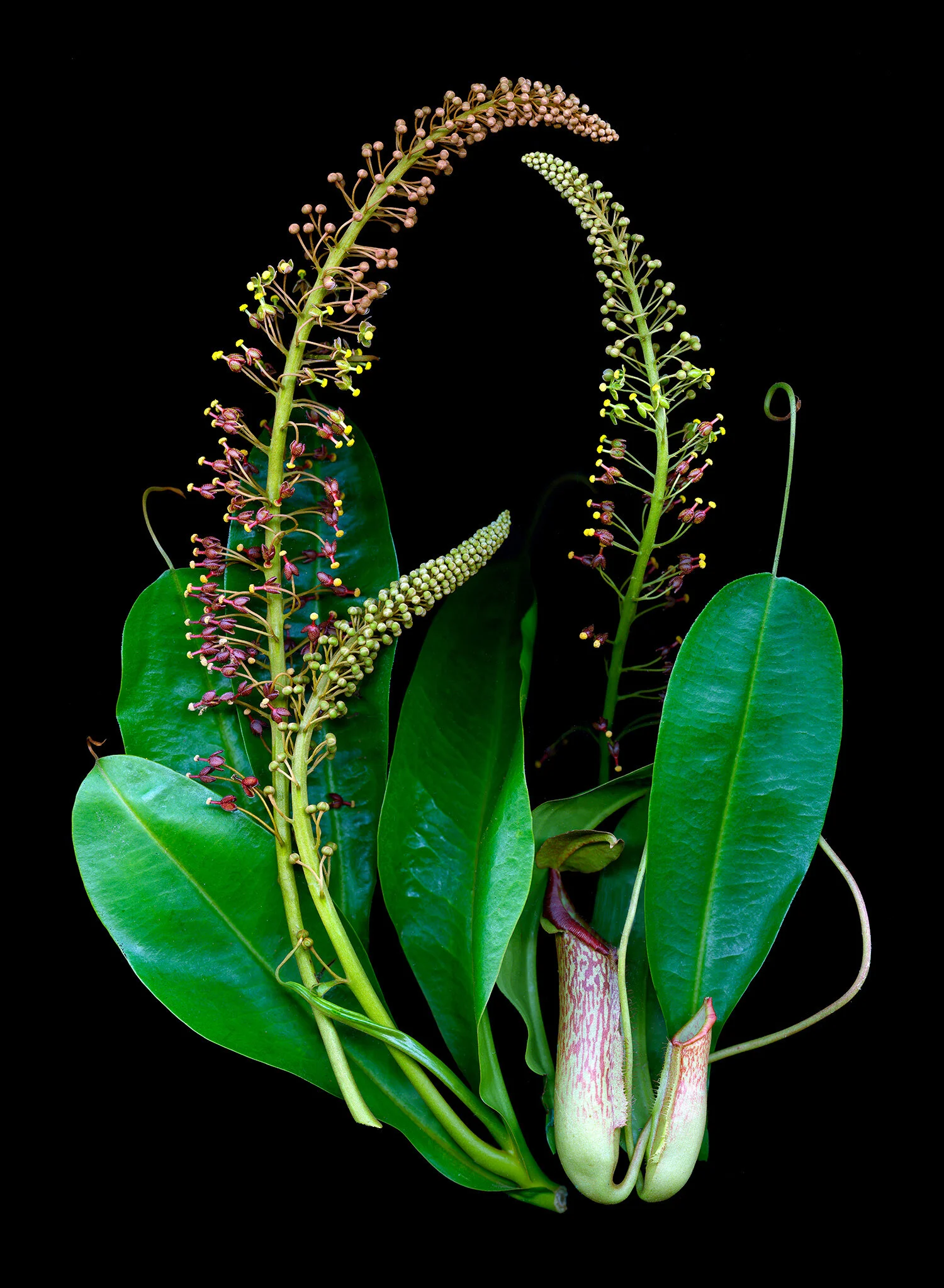 hoverkamp-Nepenthes-alata-frag-dried-blood-decay.jpg