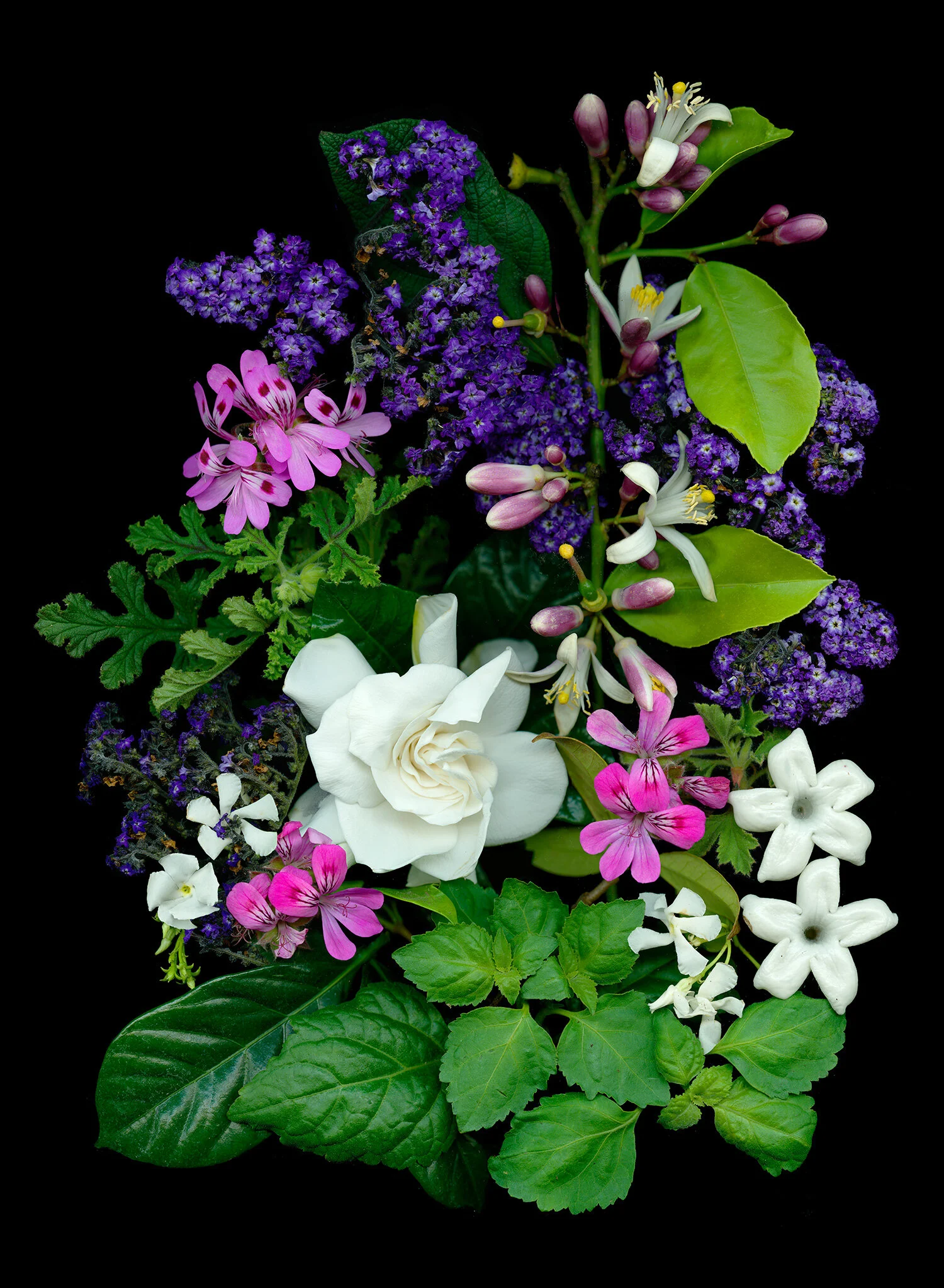hoverkamp-patchouli-pelargonium-confederate-jasmine.jpg