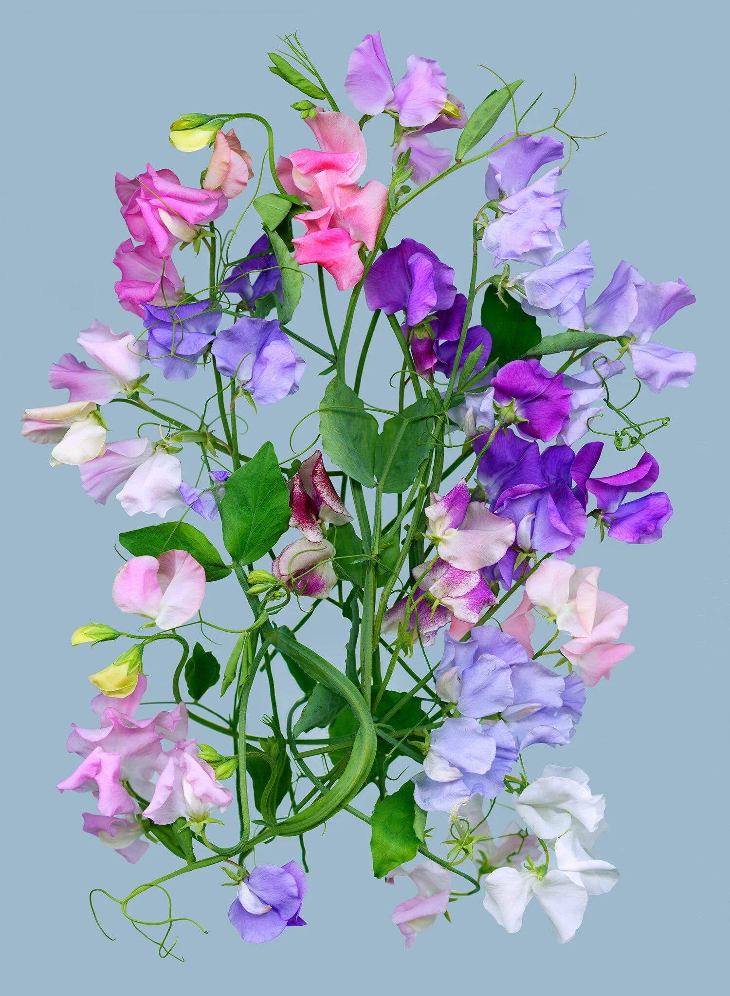 hoverkamp-sweetpeas.jpg