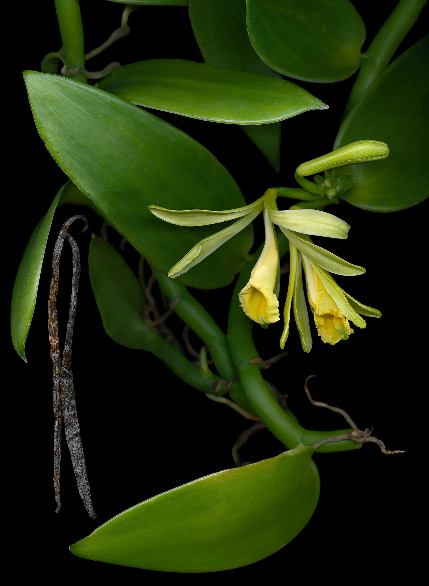 hoverkamp-vanilla_orchids_beans_black.jpg