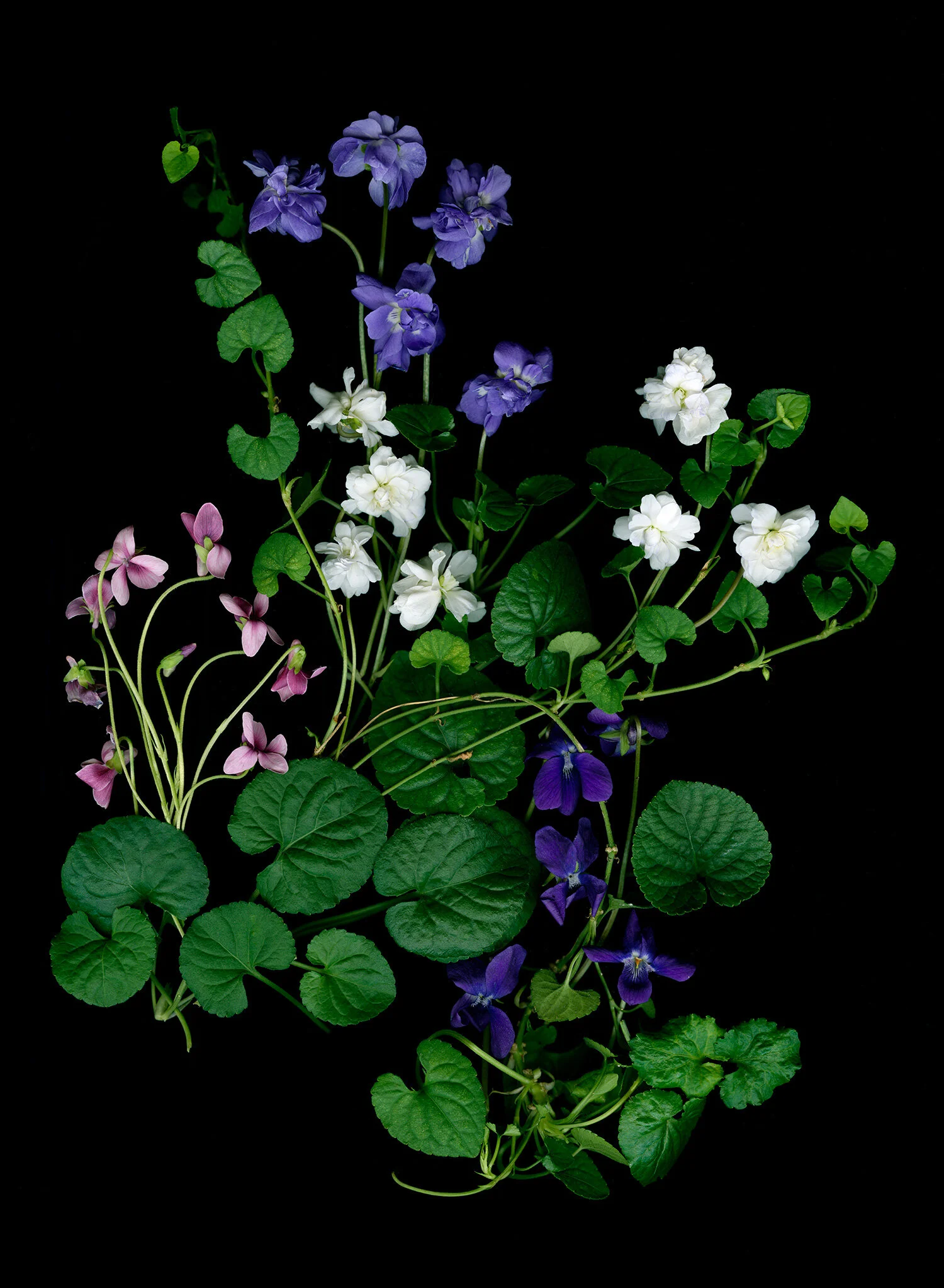 hoverkamp-violas-odorata.jpg