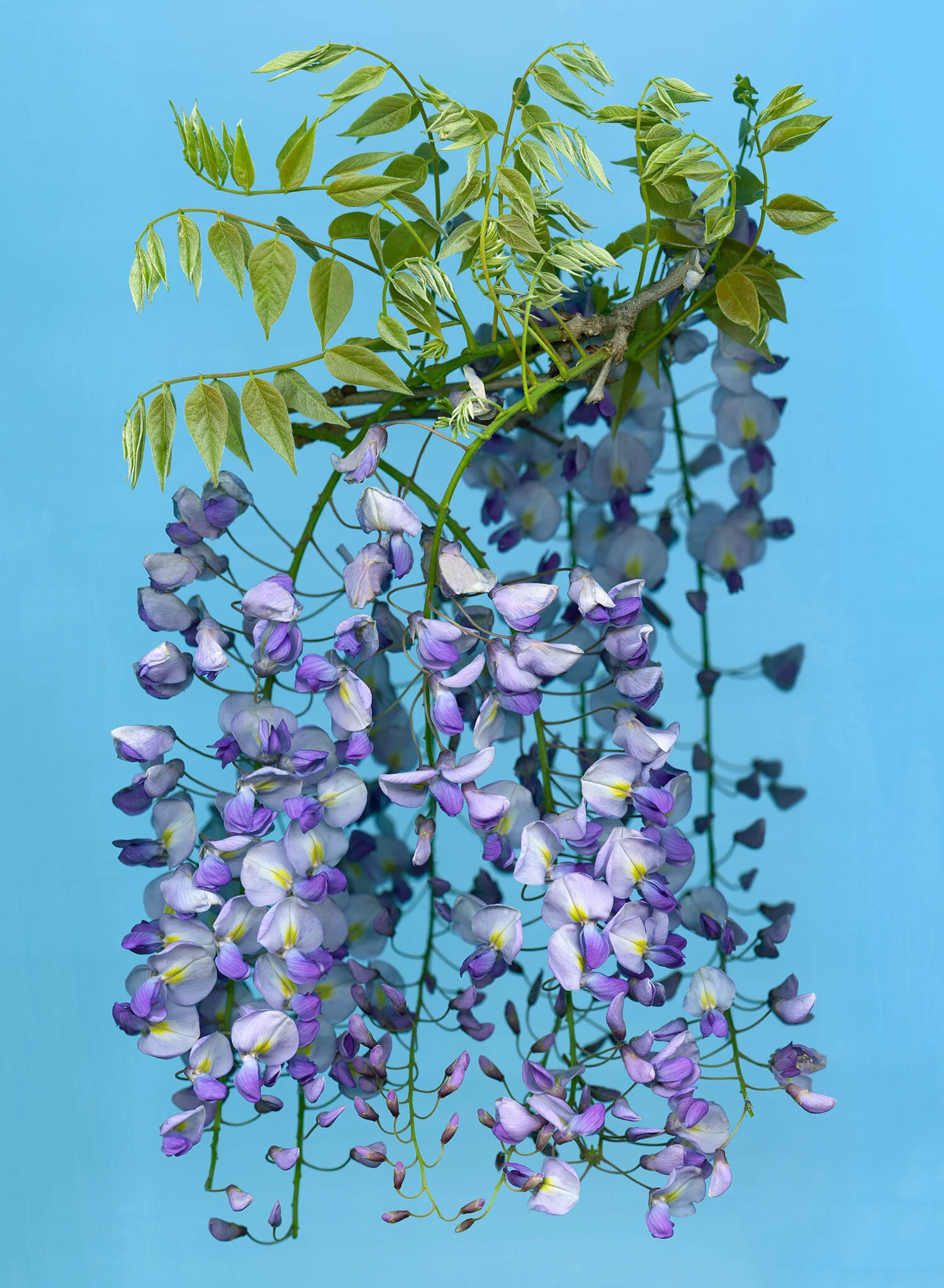 hoverkamp-wisteria.jpg