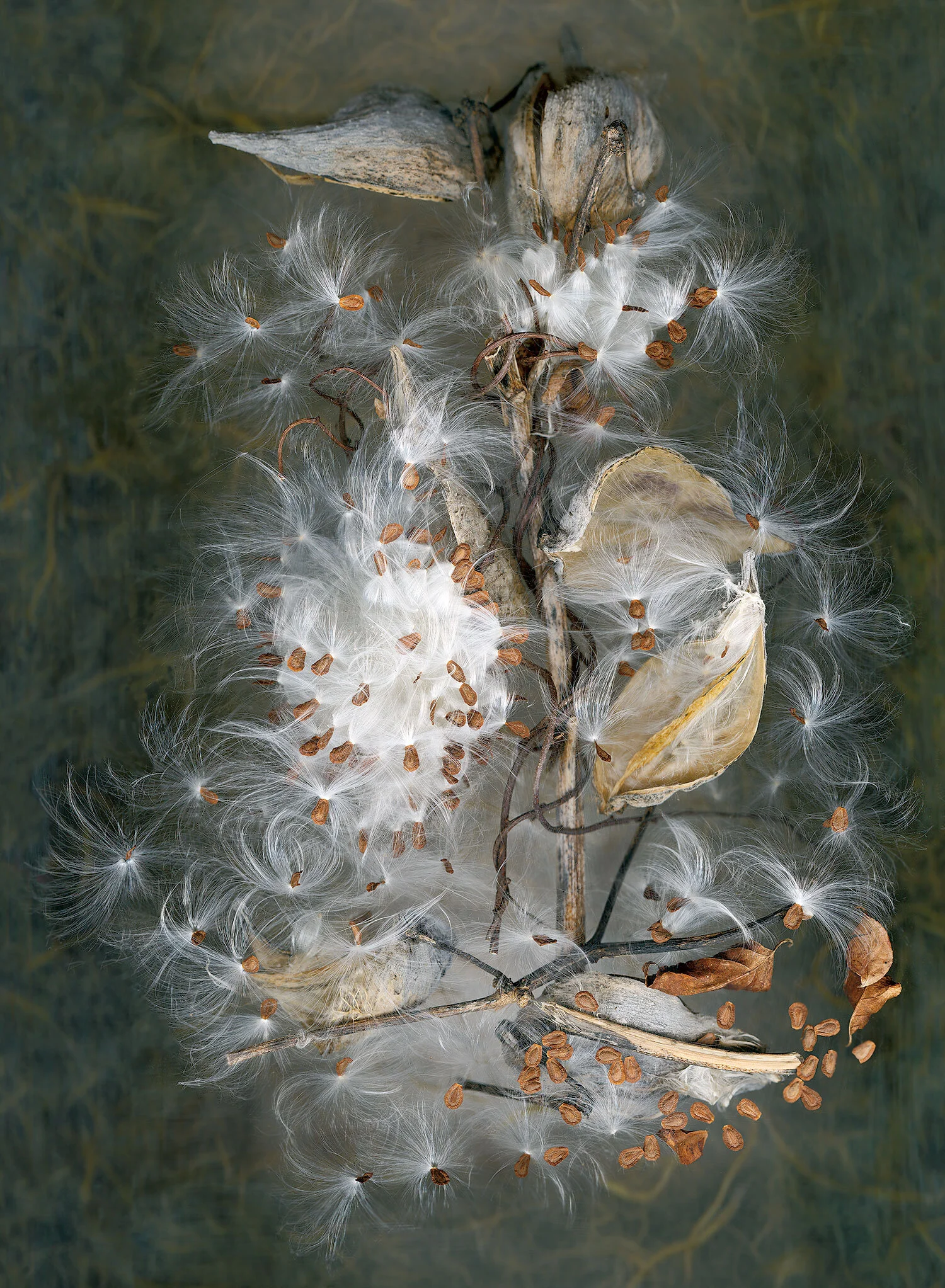 milkweed-seeds.jpg