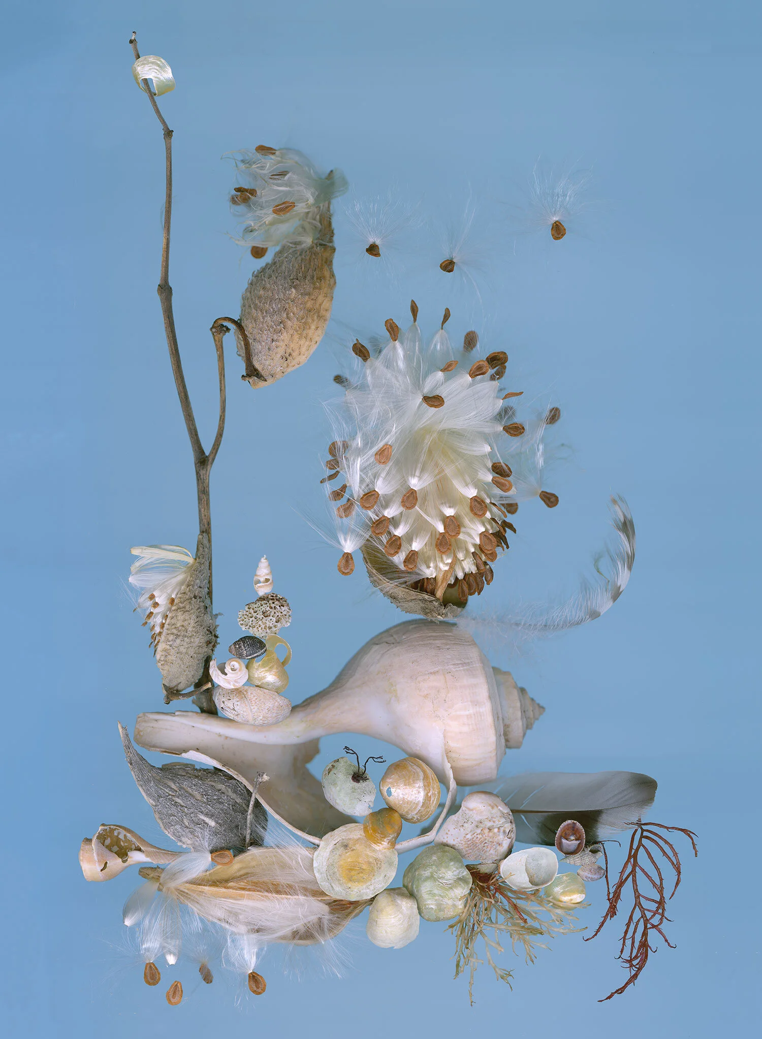 shells-mini-still-life.jpg