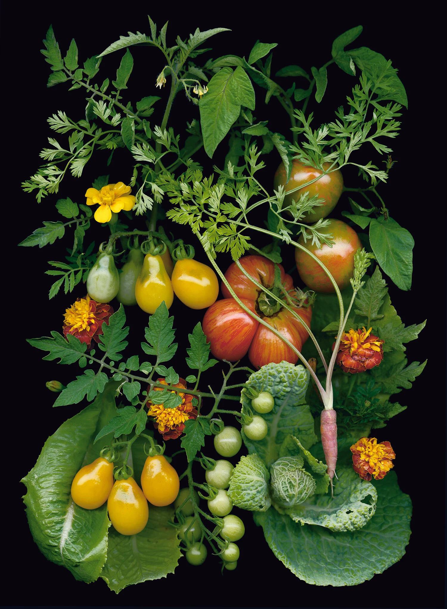 first_tomatoes_little_carrot.jpg
