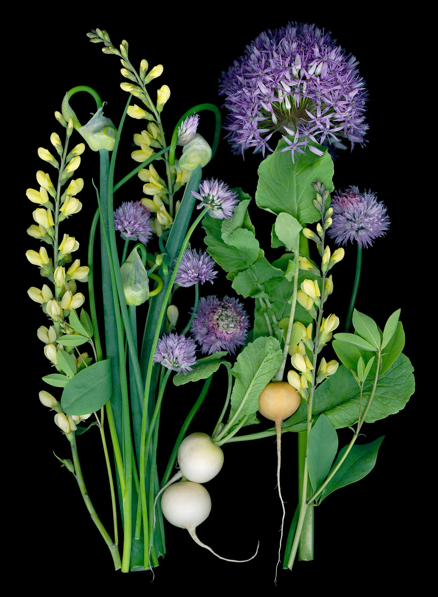 baptisia_allium_radishes.jpg