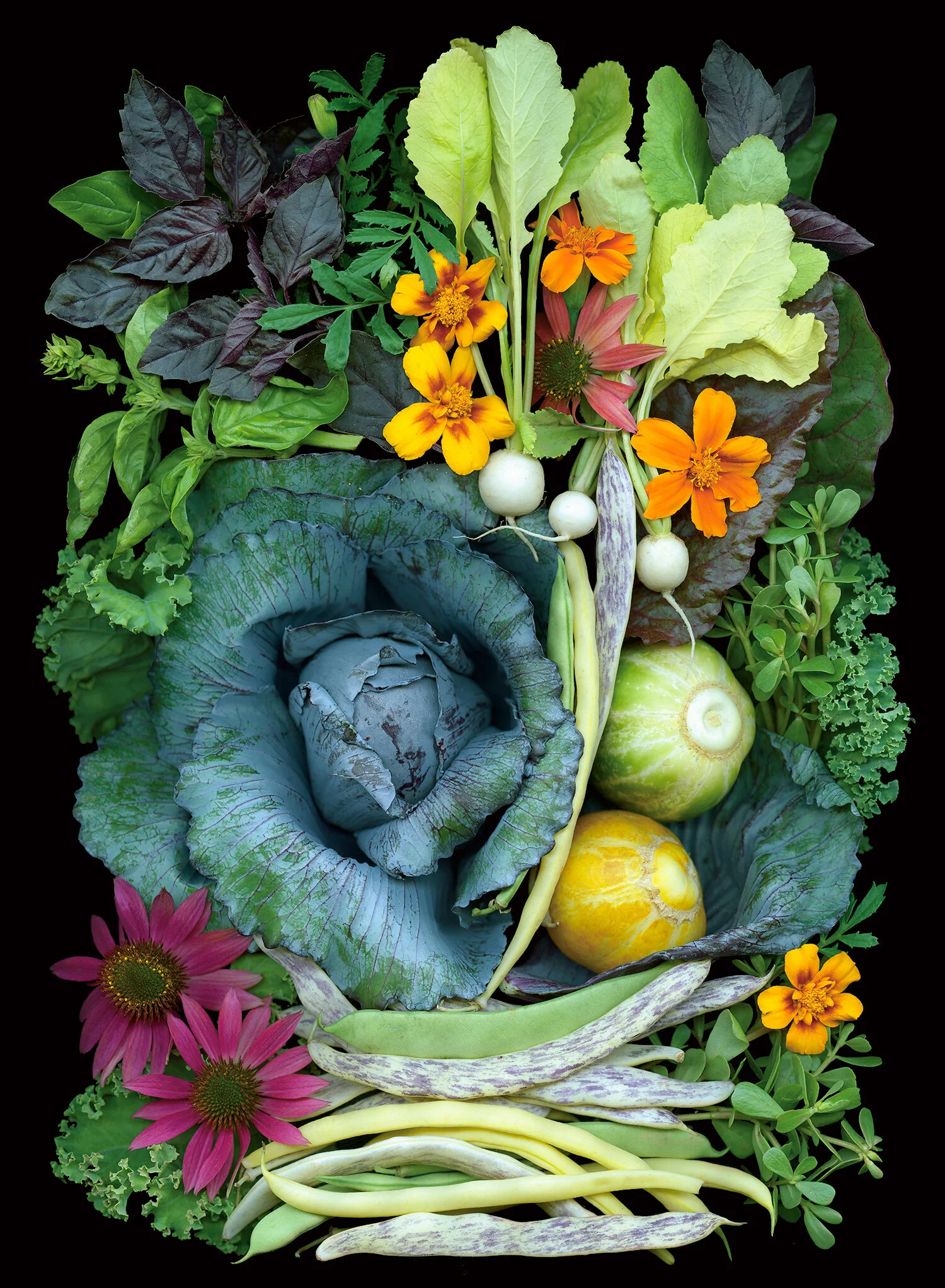 farm_market_cabbage.jpg