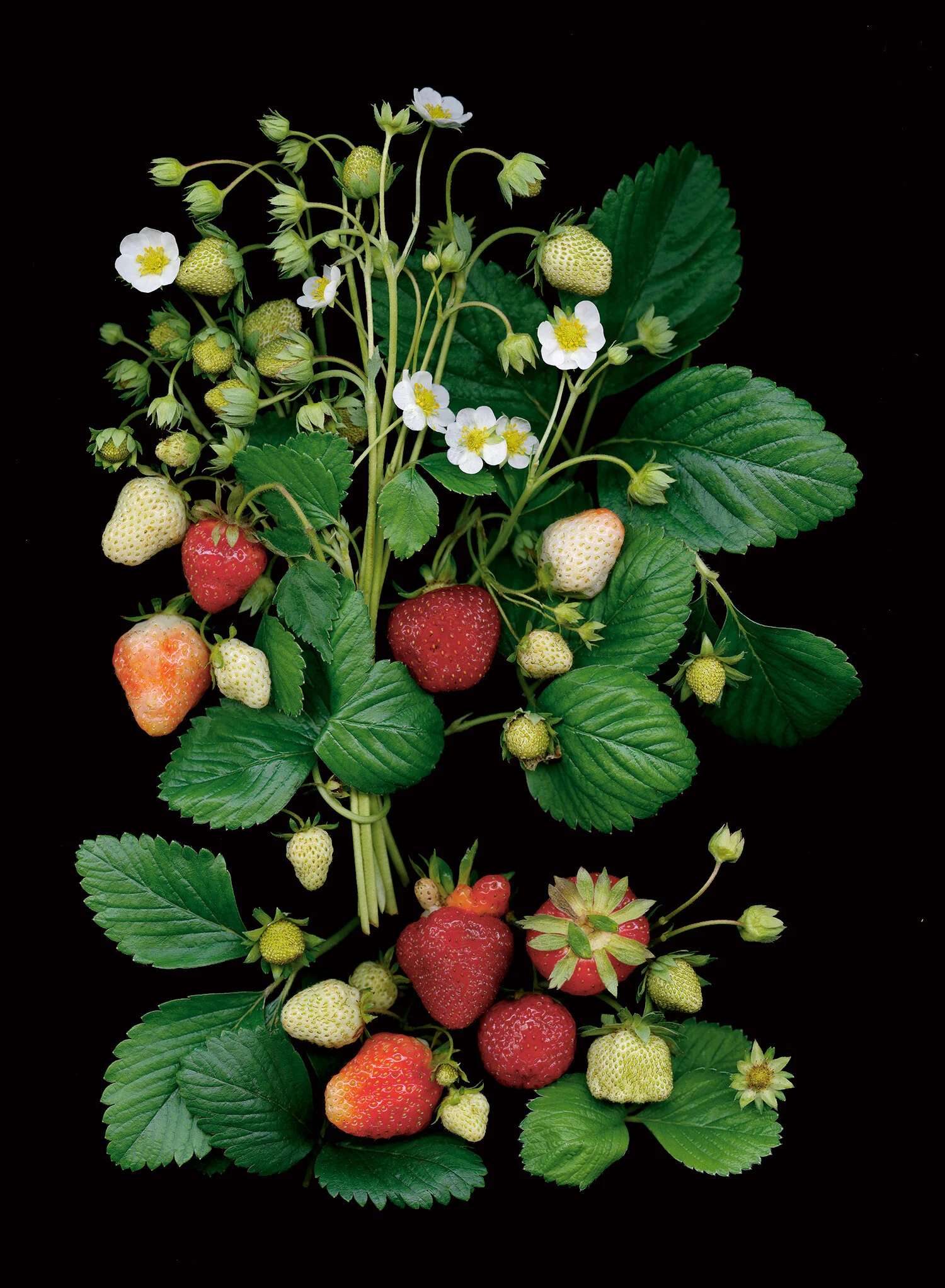 strawberries.jpg
