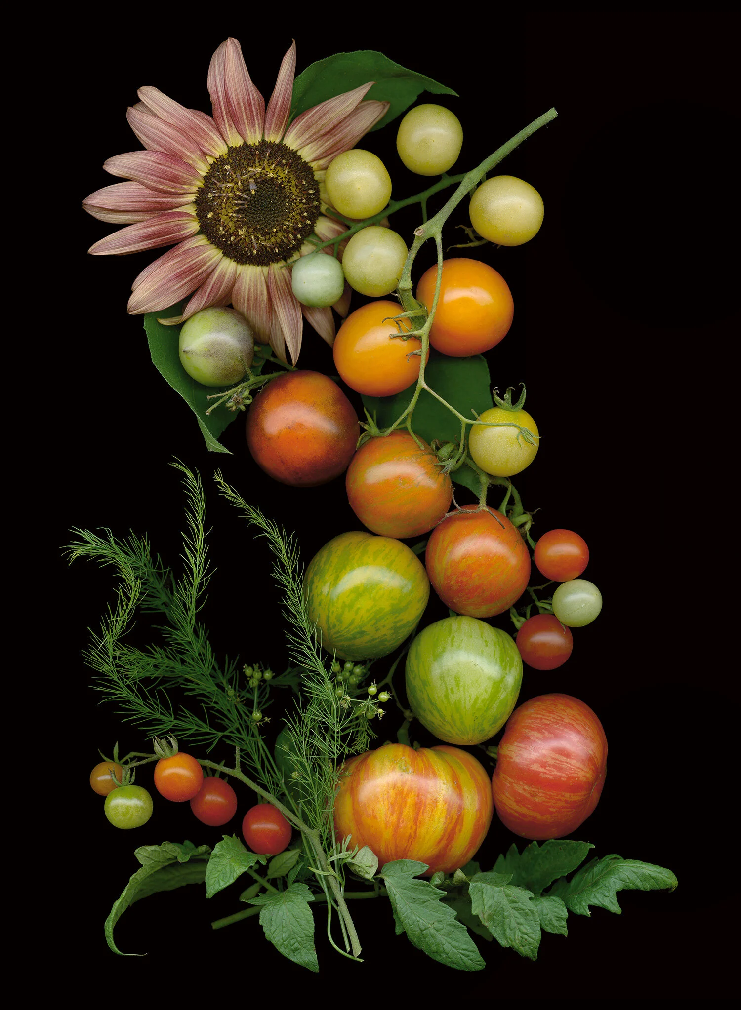 tomato_curve.jpg