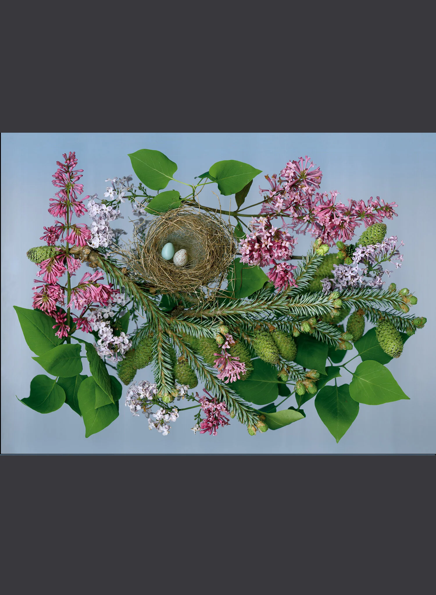 2 eggs in nes in evergreen boughs.jpg