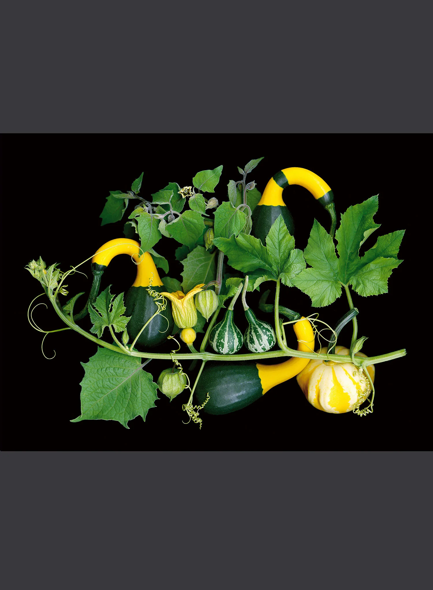 Gourds and Tomatillos