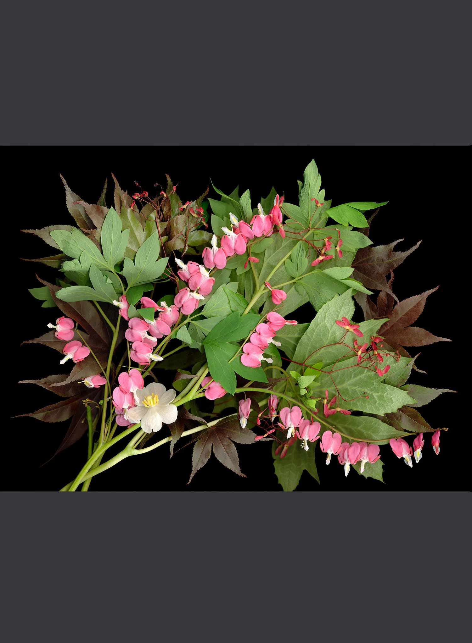 Dicentra Mayapple