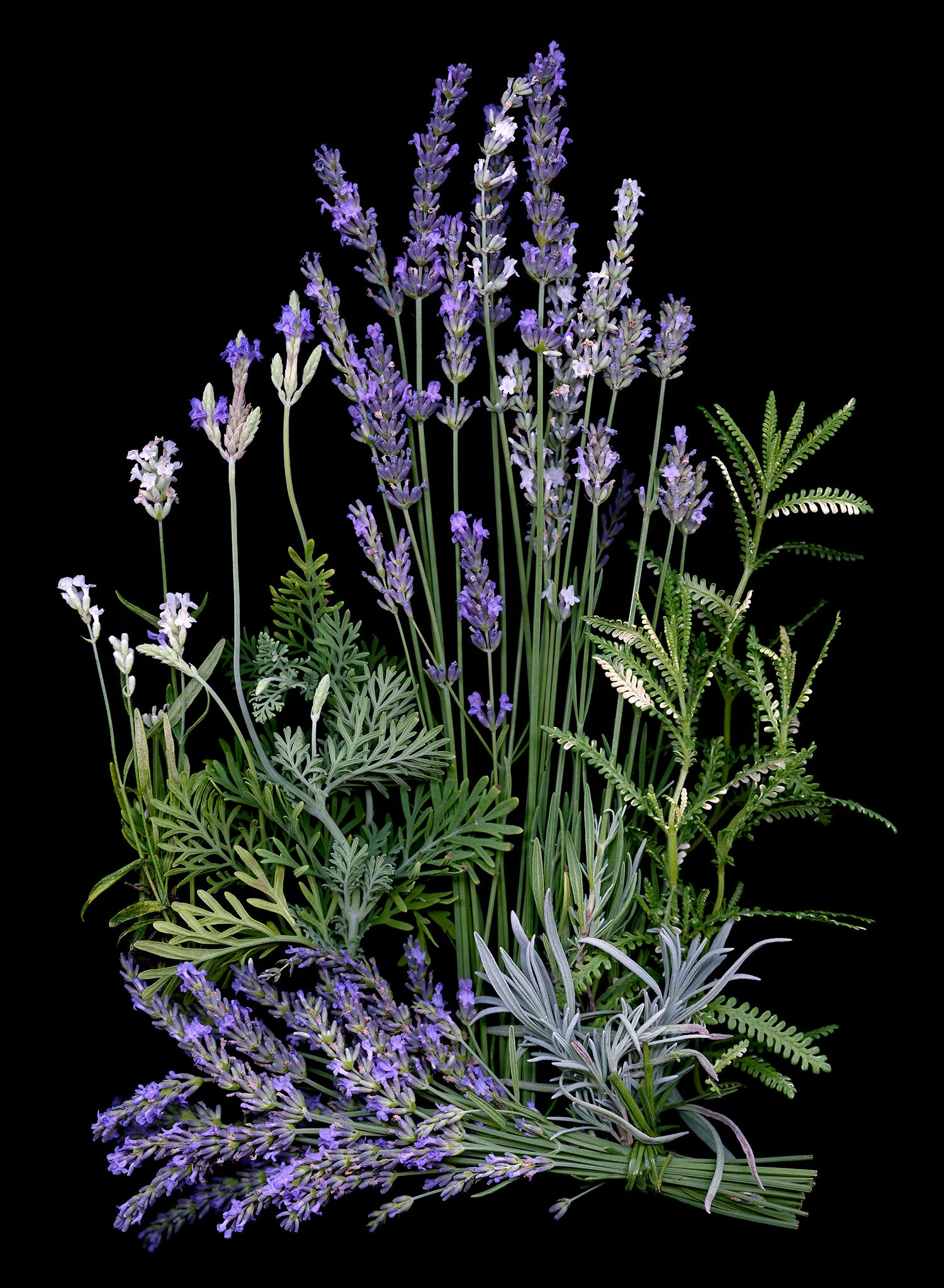 Lavender