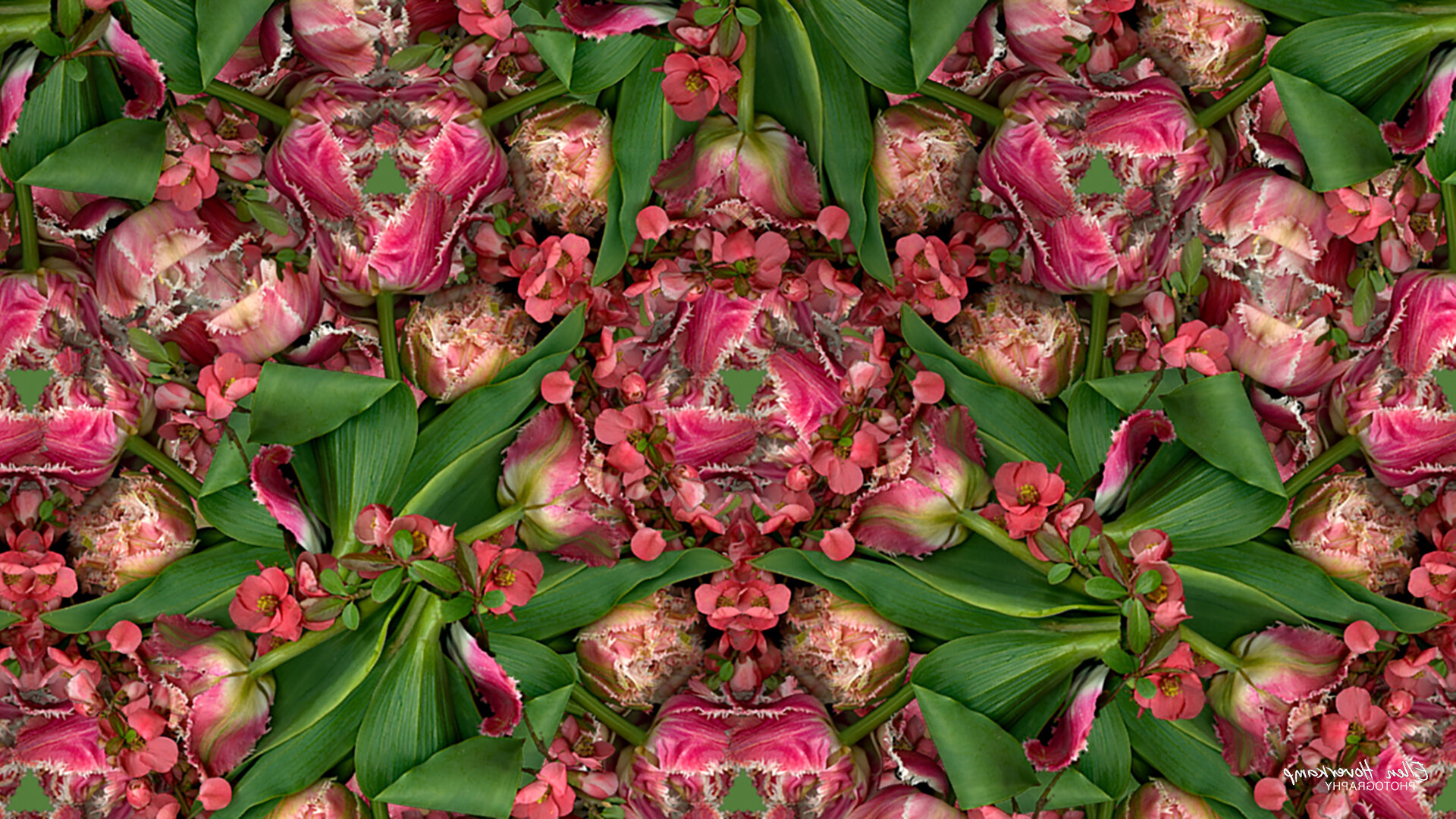dTulip and Quince Digital Wallpaper for Zoom Meetings