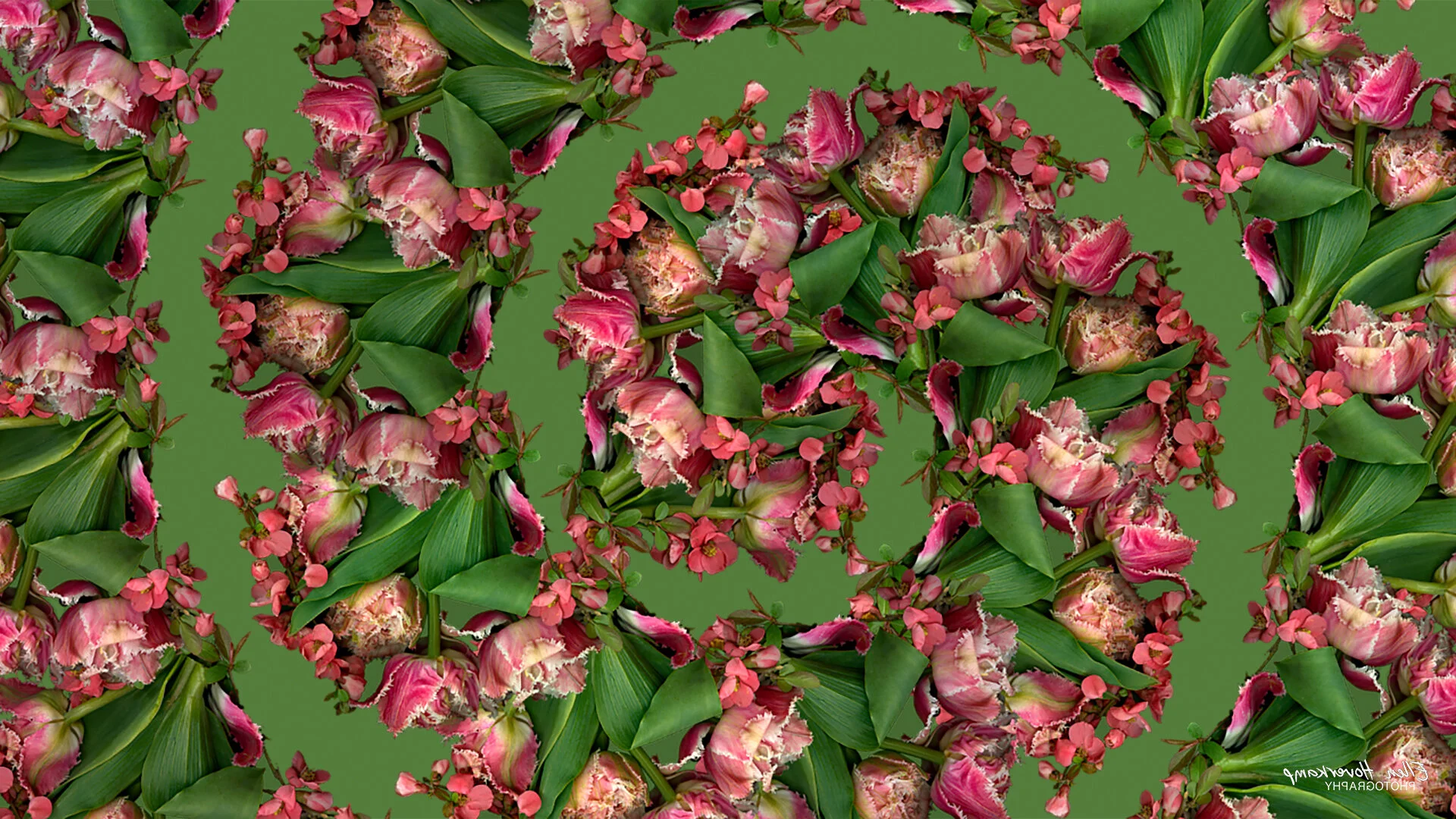 Tulip and Quince Spiral Zoom Virtual Background 