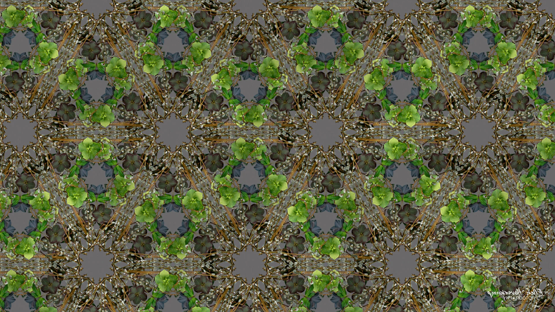 Pussy Willow and Hellebore Digital Wallpaper