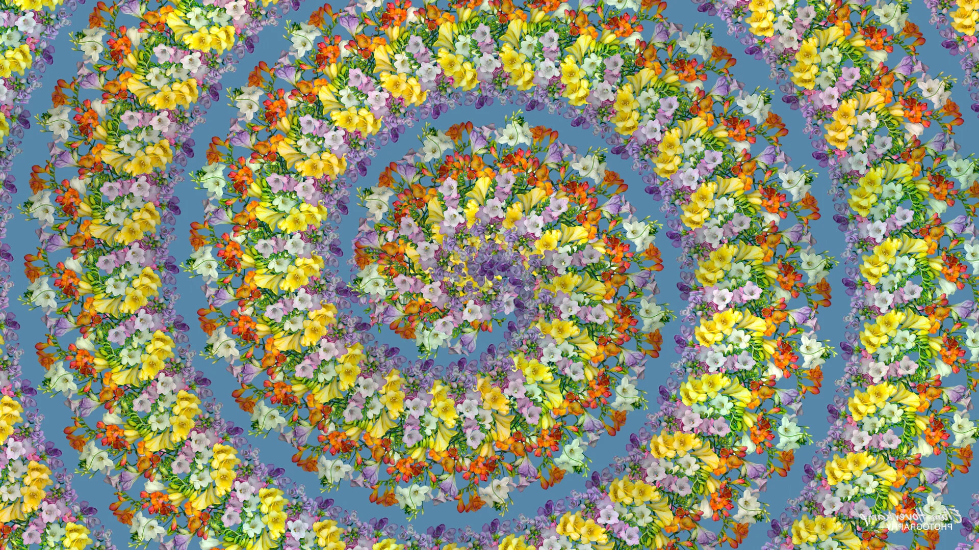 Flower Power Freesia Spiral Zoom Virtual Background
