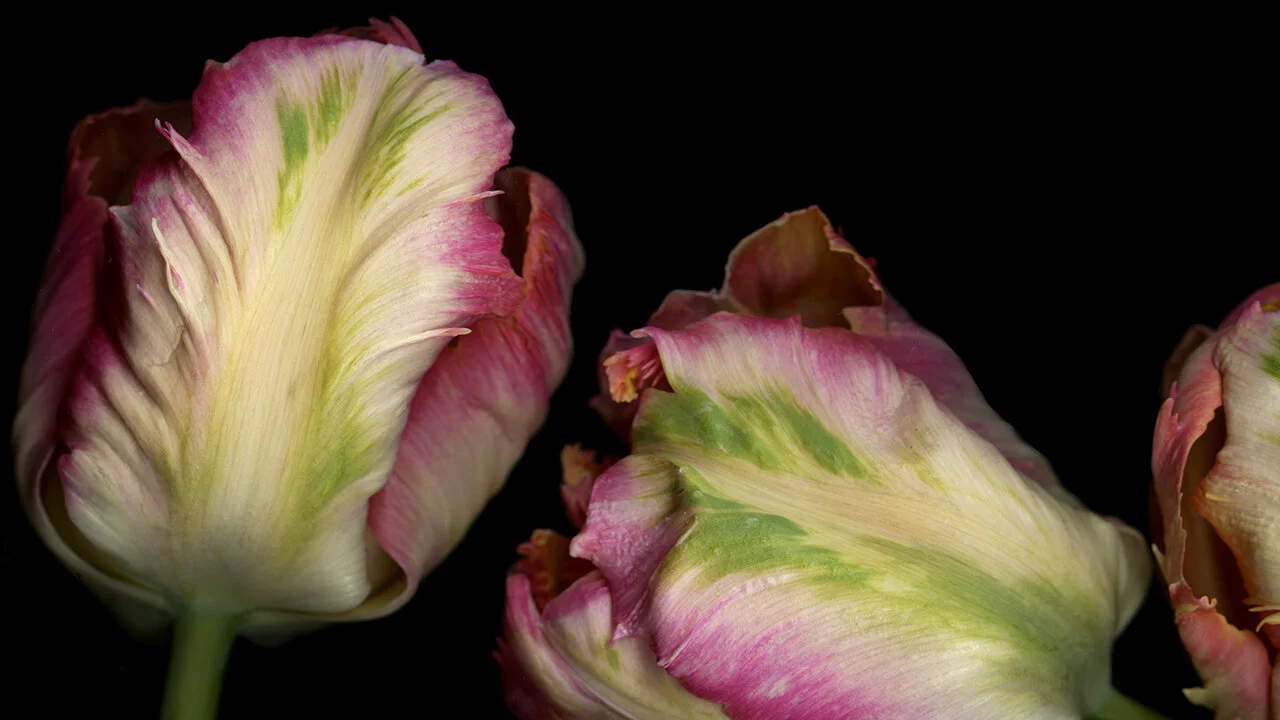 apricot parrot tulips zoom.jpg