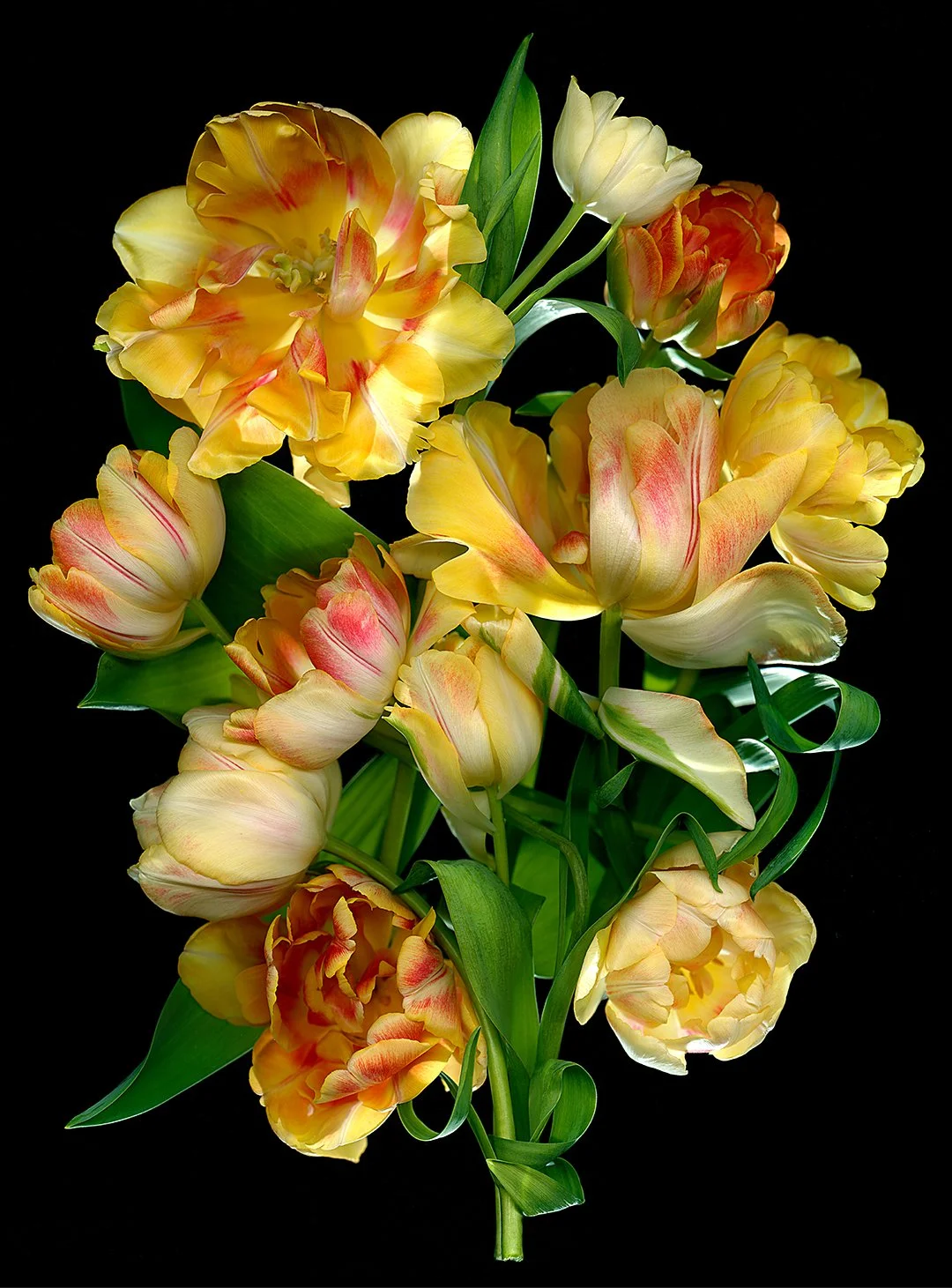 A bouquet of yellow fox trot tulips on a black background image madeby arranging flowers on a scanner and scanned within a beam of natural light for backlighting effect
