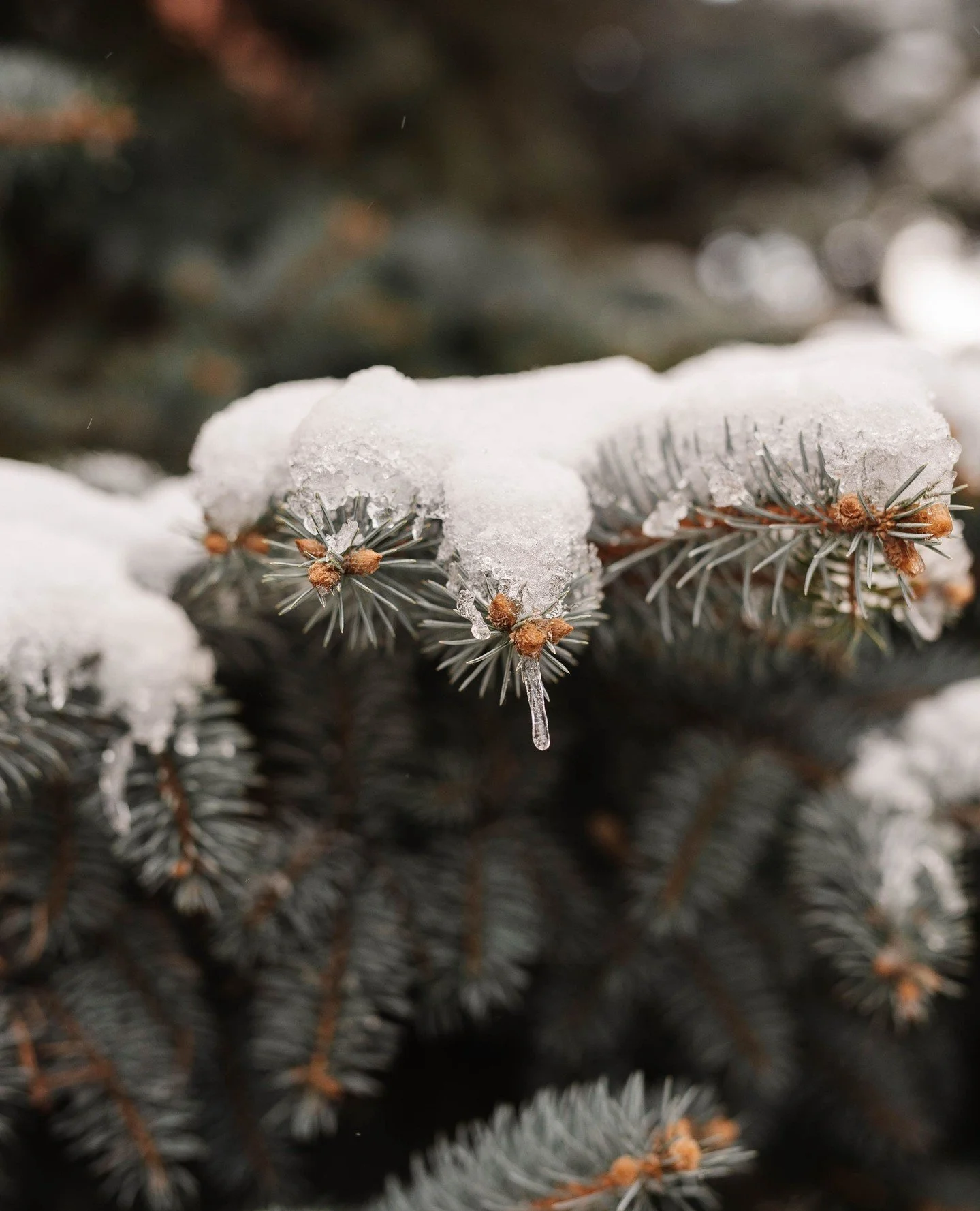 A little winter calm around the corner. ❄️⁠
Snowy details, warm spaces, and a place that feels like home.⁠
⁠
📸@laurenfisherphotography