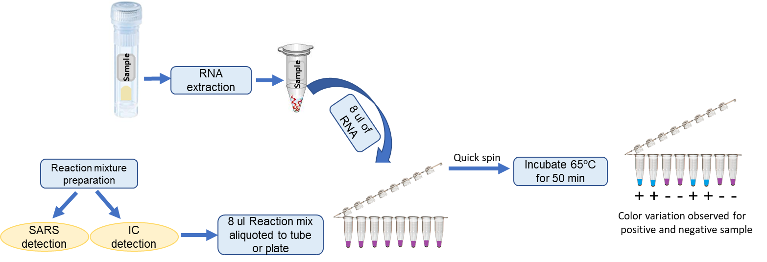 Protocol I: SARS-CoV-2 Nucleic Acid Amplification Using EXTRACTED RNA Protocol