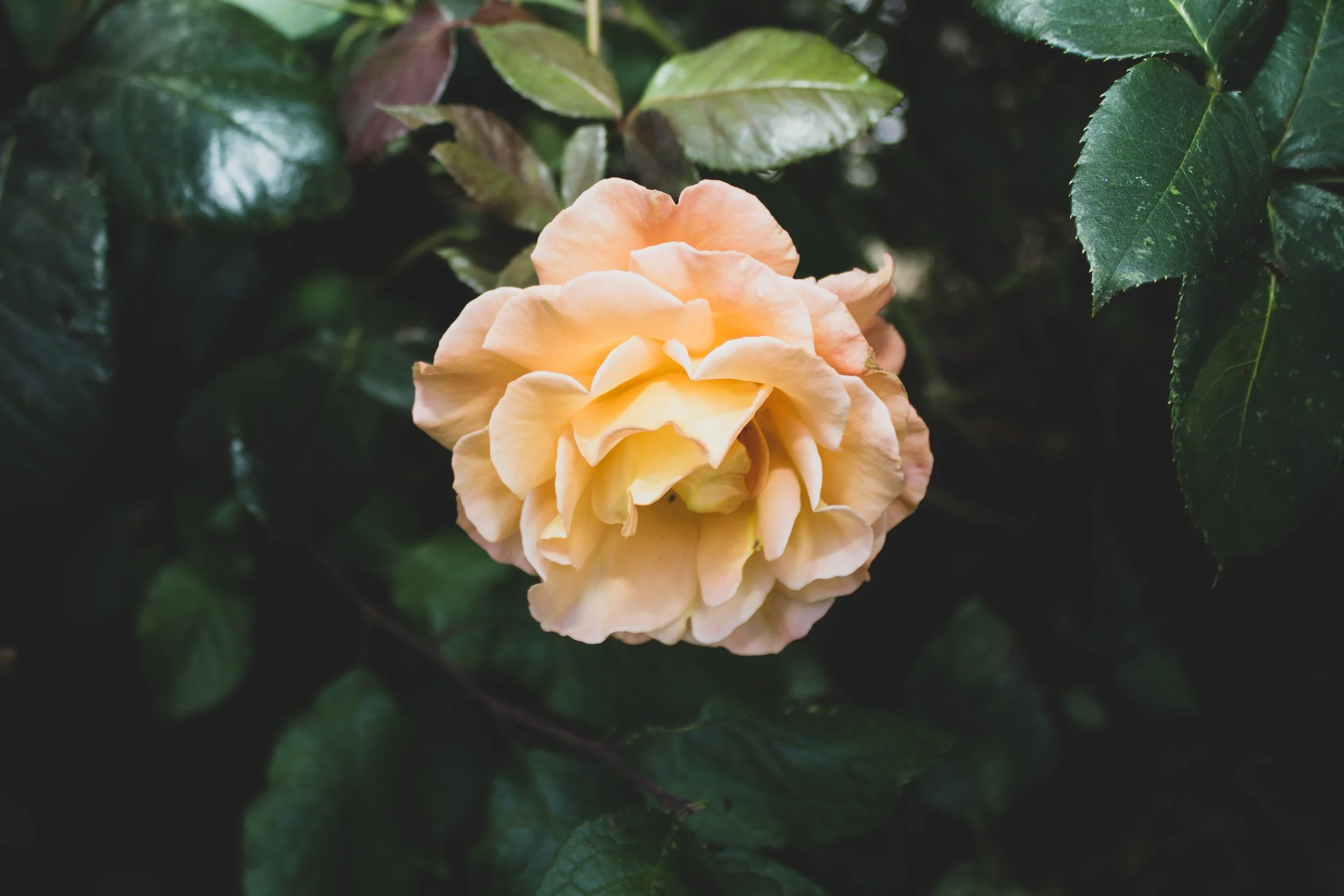 Local roses in Essex