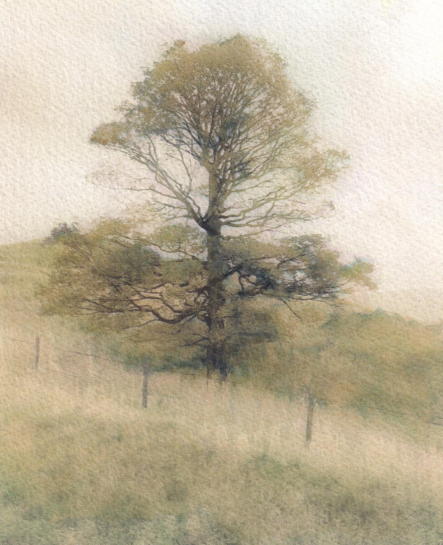Hope Valley Tree SOLD