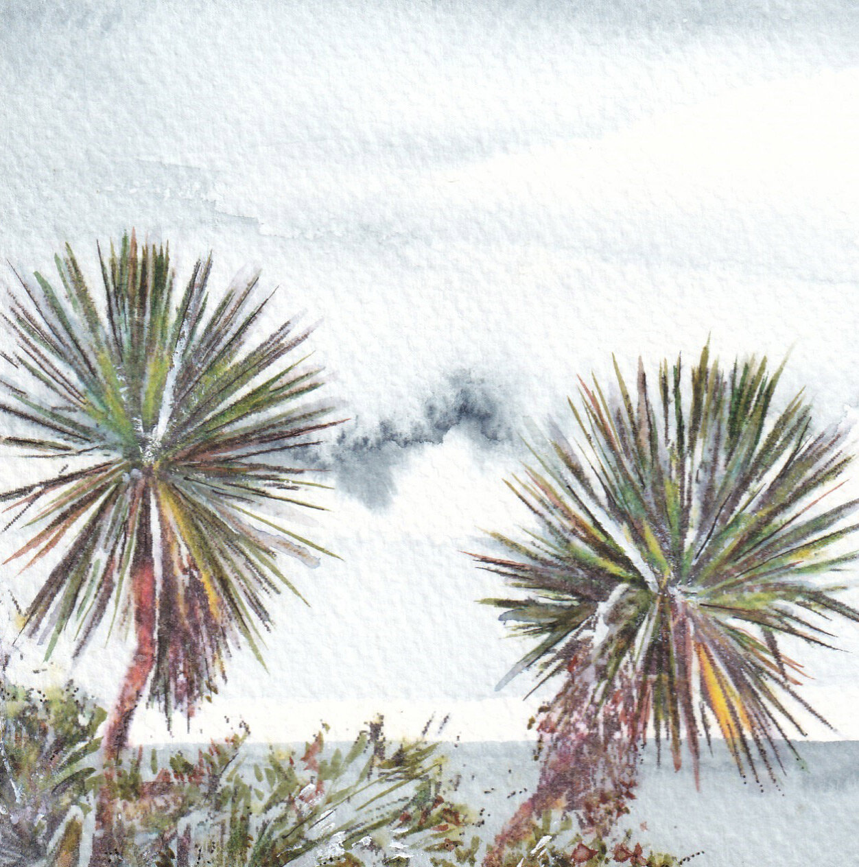 Dorset palms