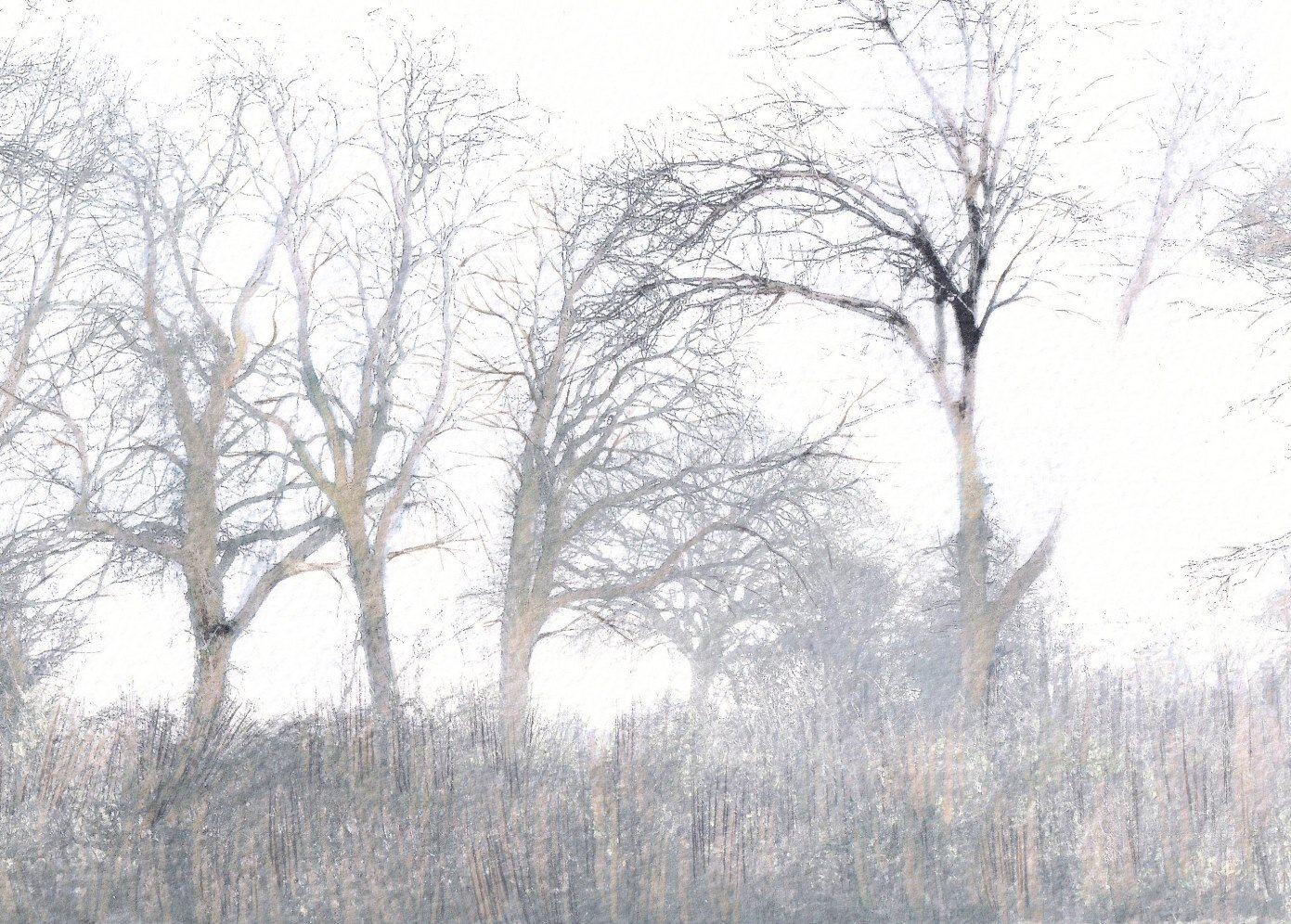 Line of Trees in Mist  SOLD