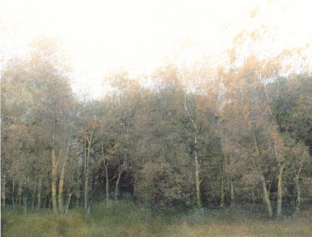 Birch trees at dusk  SOLD
